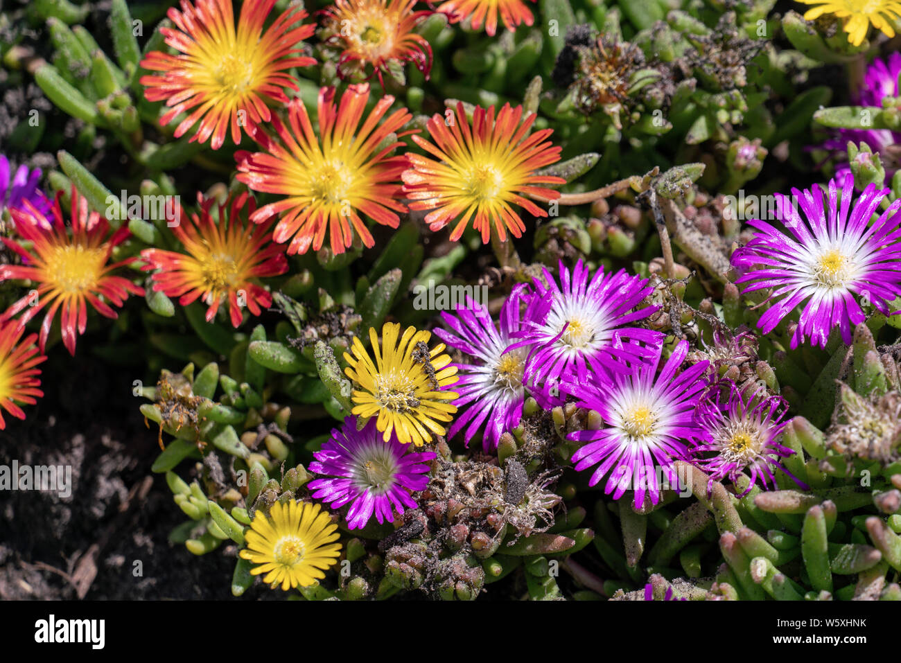 Orange and purple blooming  ice plants (Delosperma cooperi) in a sunny summer flower bed Stock Photo
