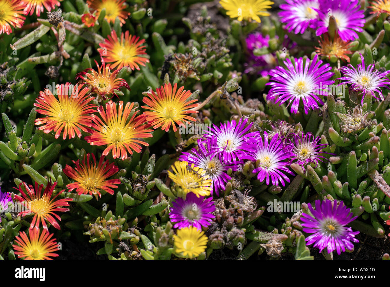 Trailing ice plants hi res stock photography and images   Alamy