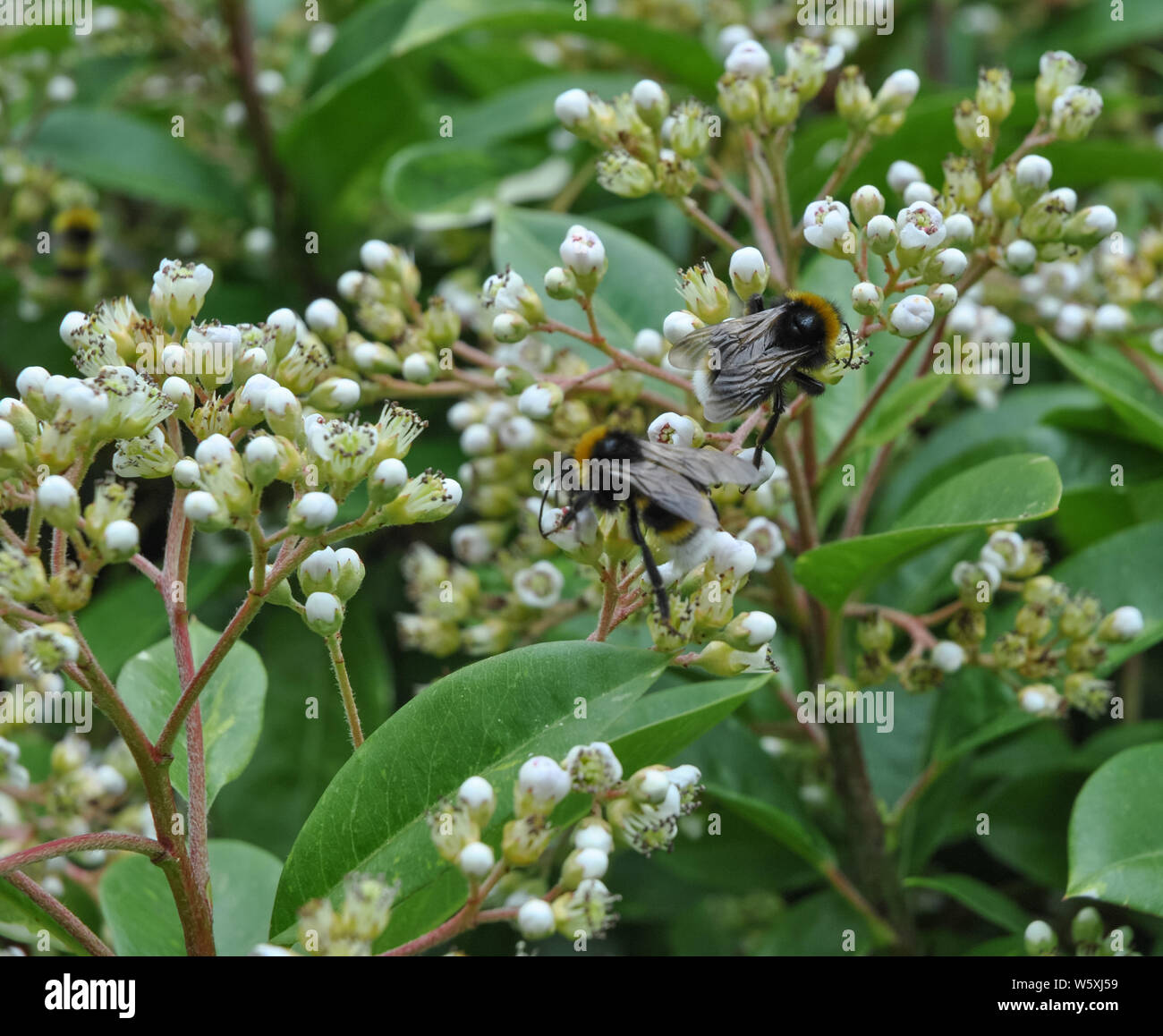 Two Bumble Bees feeding on flowers Stock Photo