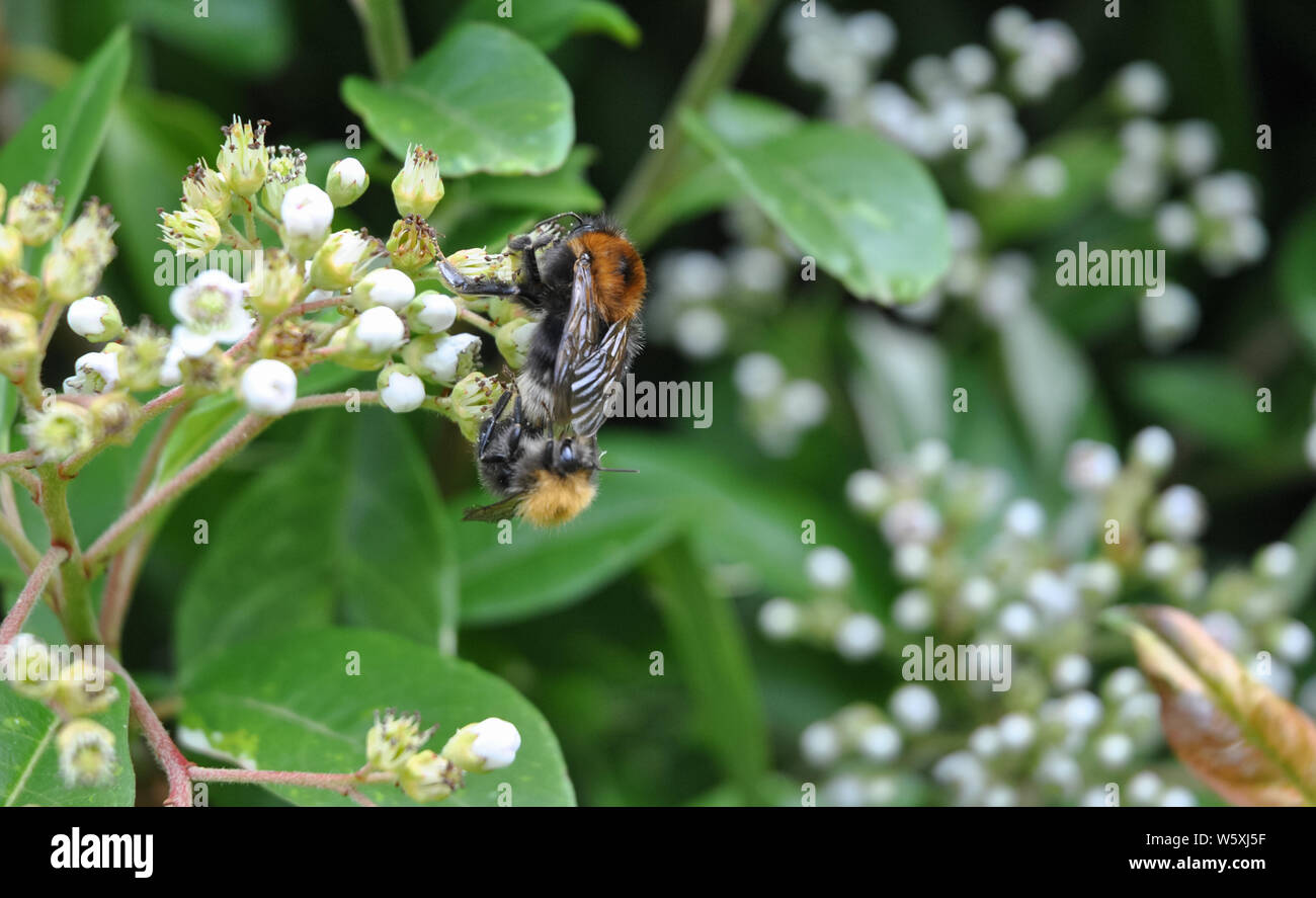 Tree Bumble Bees (Bombus hypnorum) mating Stock Photo