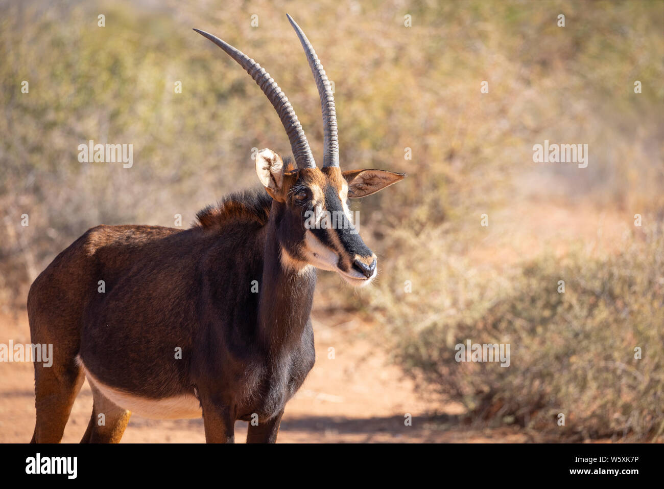 Portrait of a rare male sable antelope (Hippotragus niger). Okonjima, Namibia. Stock Photo