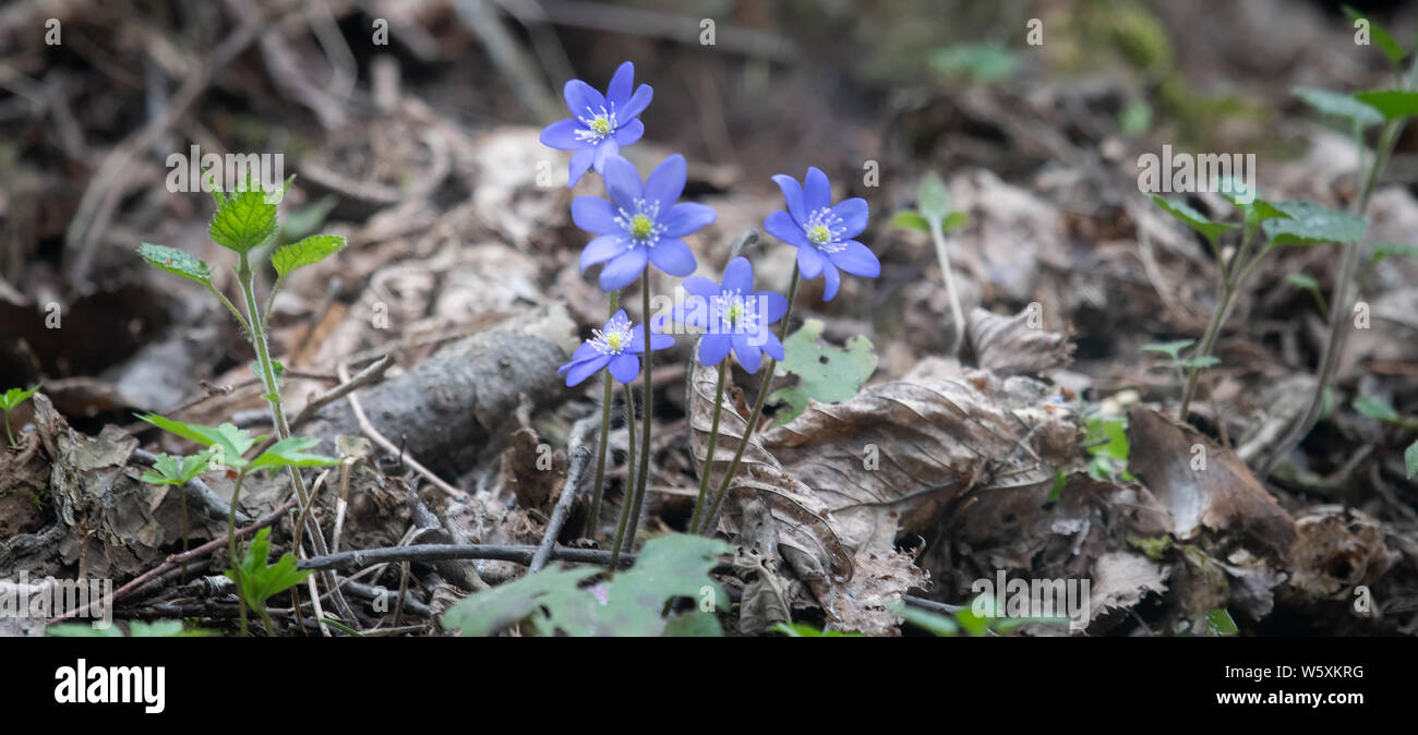 Noble mayflower (Hepanca nobilis). Blue eyes of spring with long eyelashes  in forest Stock Photo - Alamy