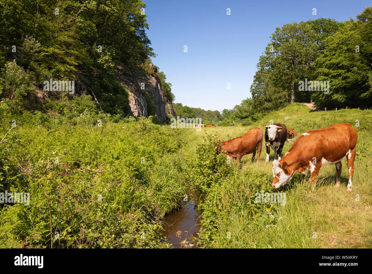 Small stream and cliffs with grazing cows in centre of island, Ekkodalen, Bornholm Island, Baltic Sea, Denmark, Europe Stock Photo