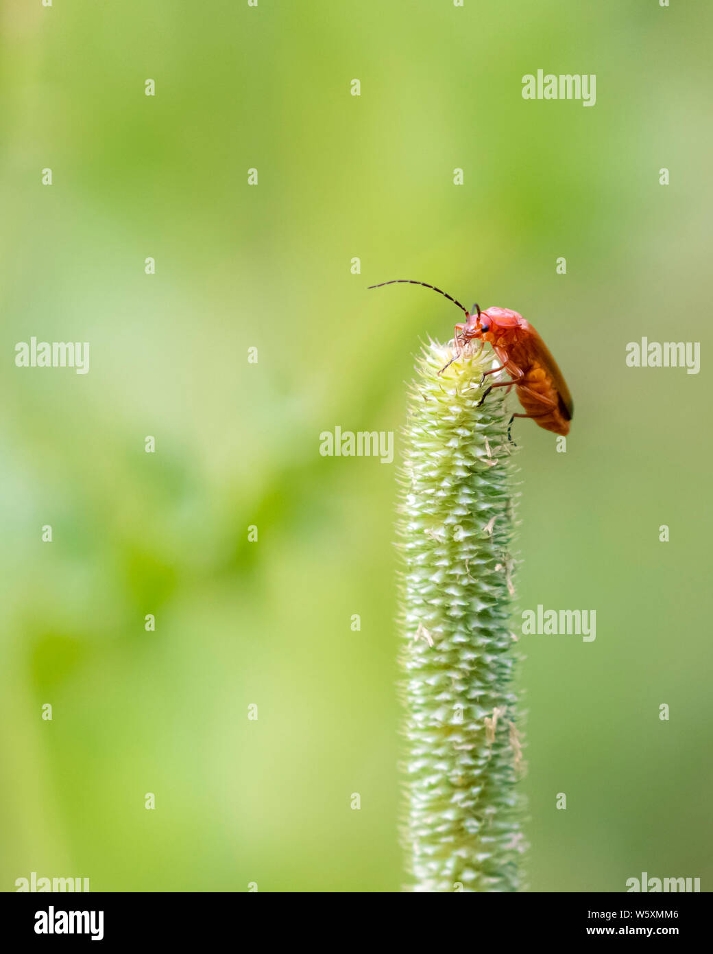 Common red soldier beetle finally got to the top Stock Photo Alamy