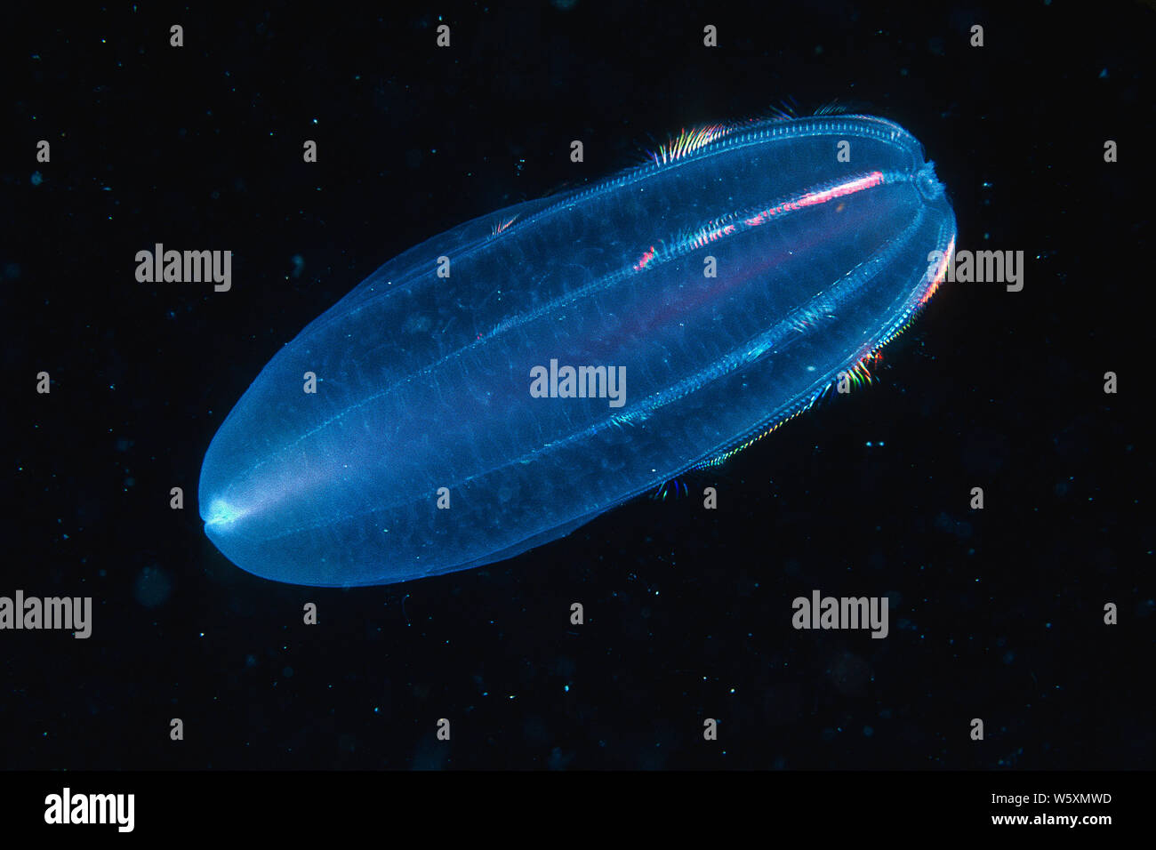 Comb jelly drifting underwater in the ocean water column Stock Photo