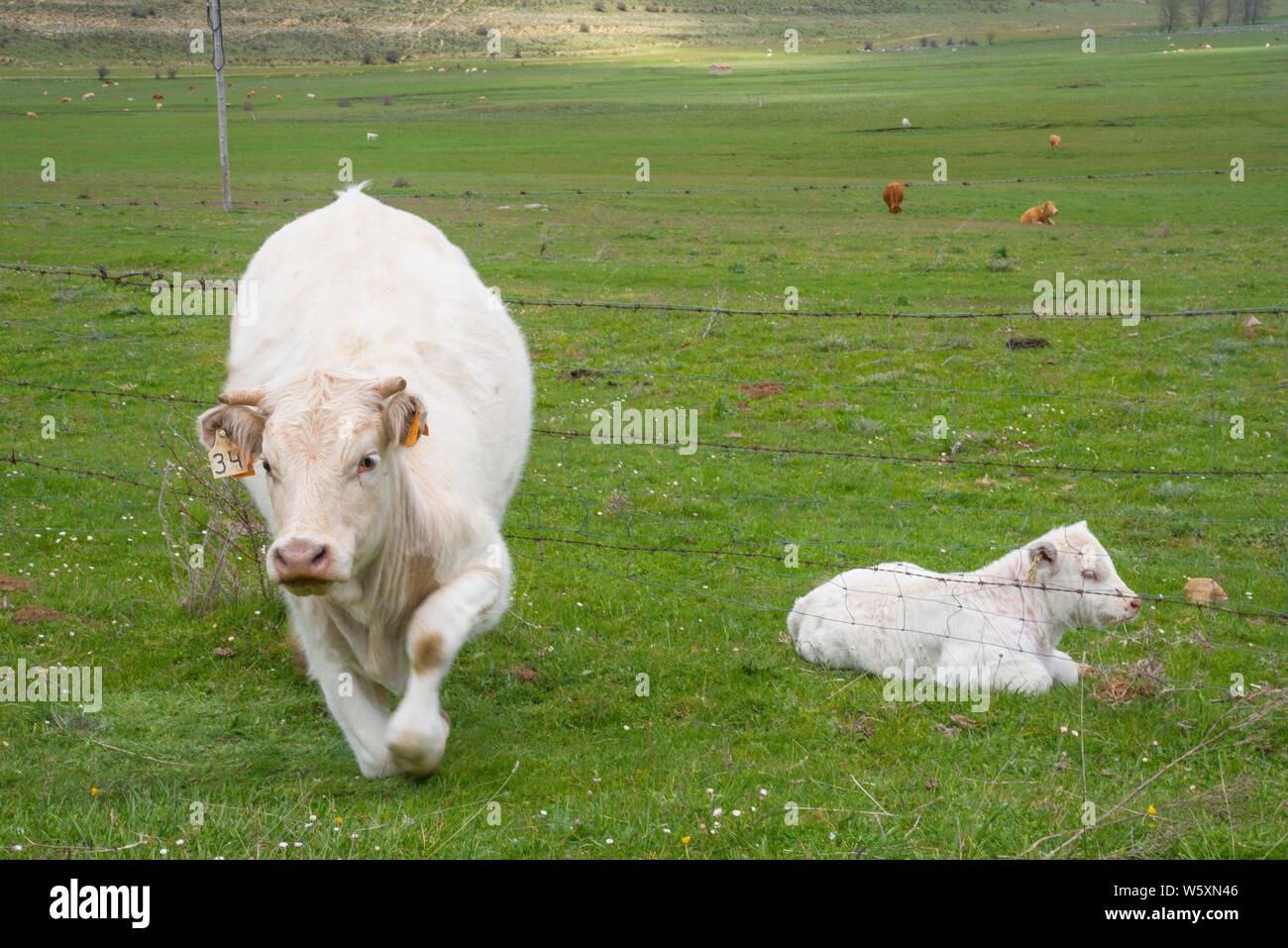 White cow with her calf Stock Photo Alamy