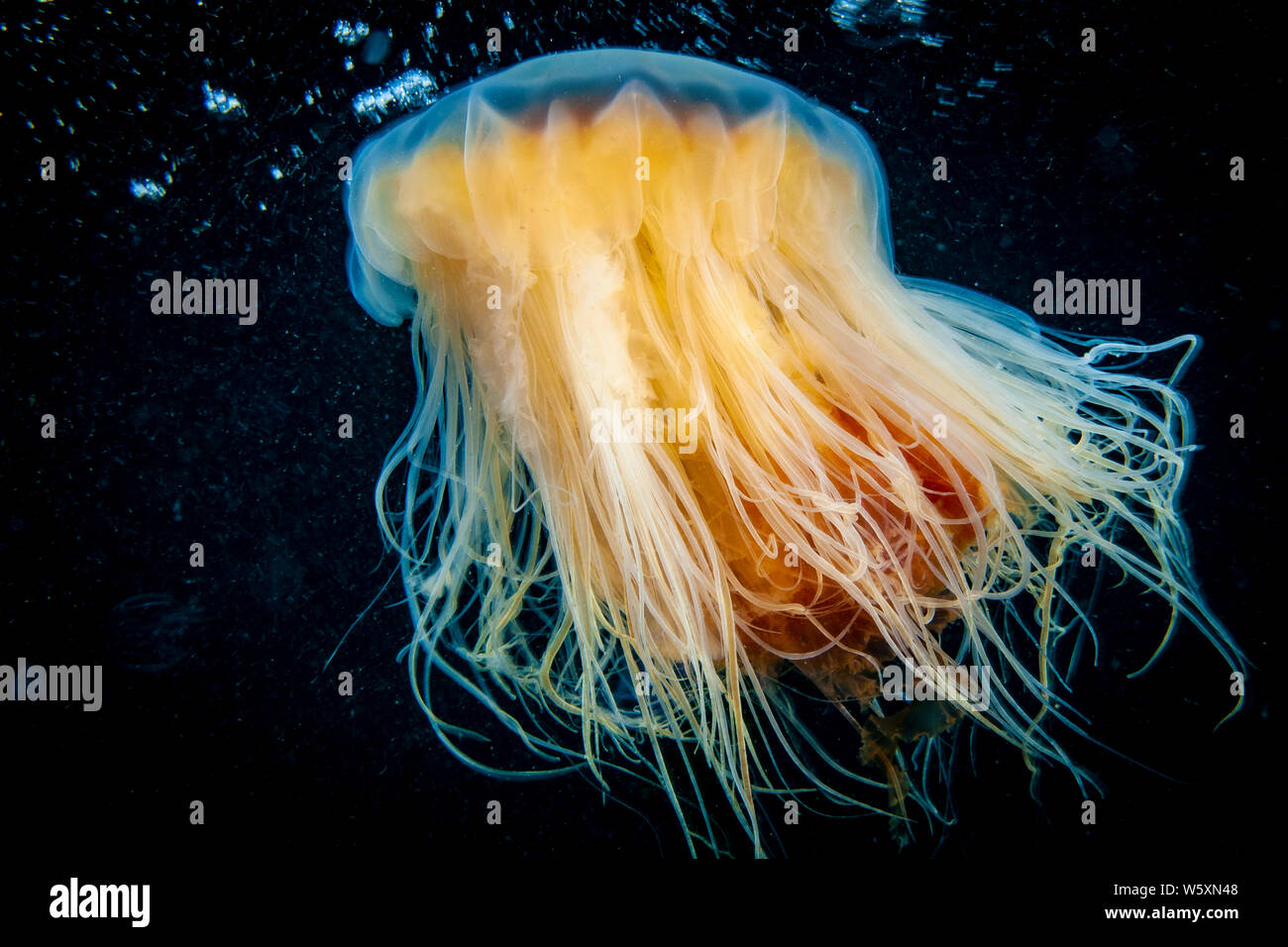 Lion's Mane drifting underwater in the gulf of st.Lawrence Stock Photo