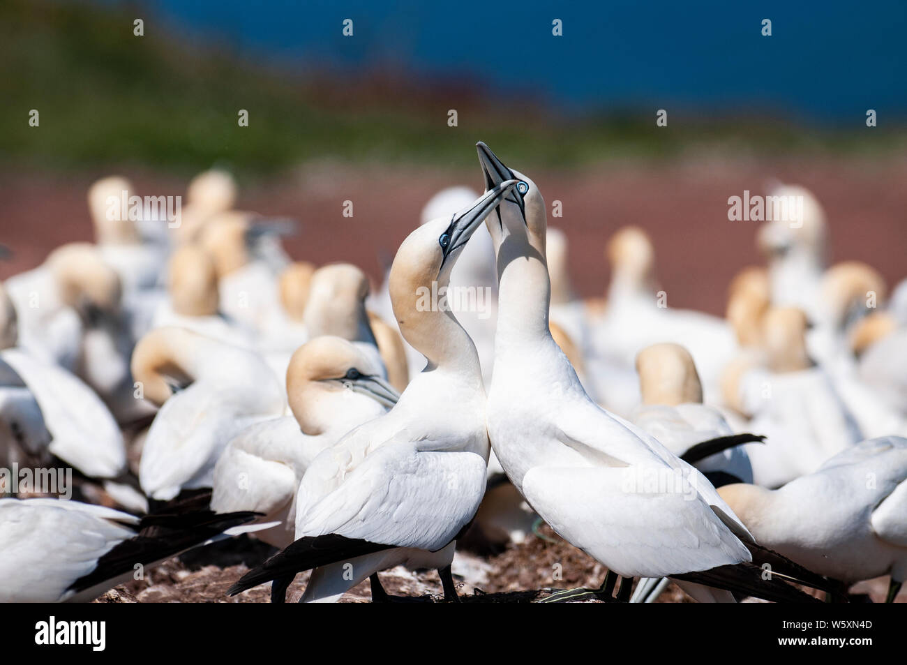 Northern gannet couple greeting each other at the nest Stock Photo