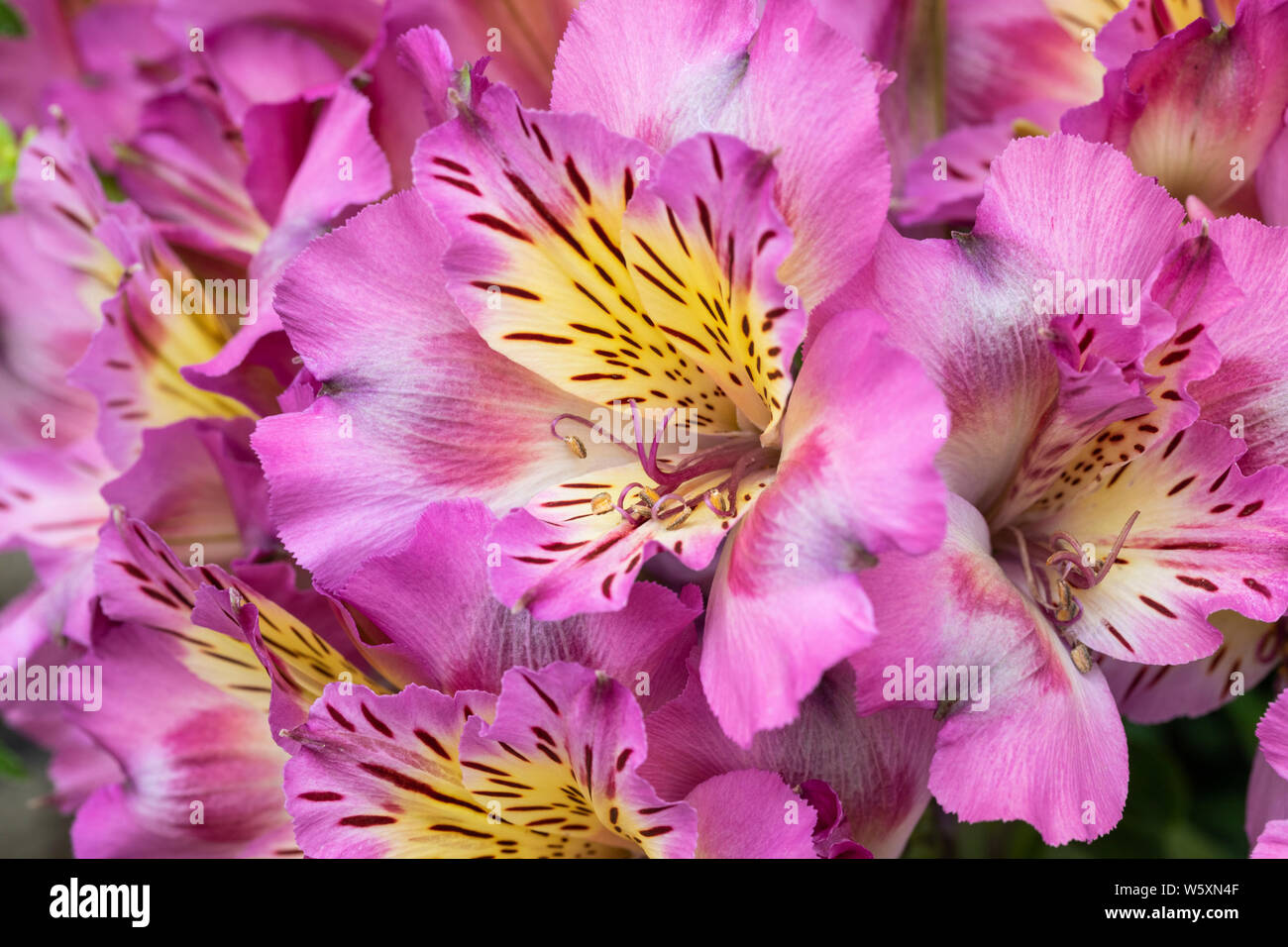Close up of Alstroemeria Inticancha Sunday flowering in an English garden, England, UK Stock Photo