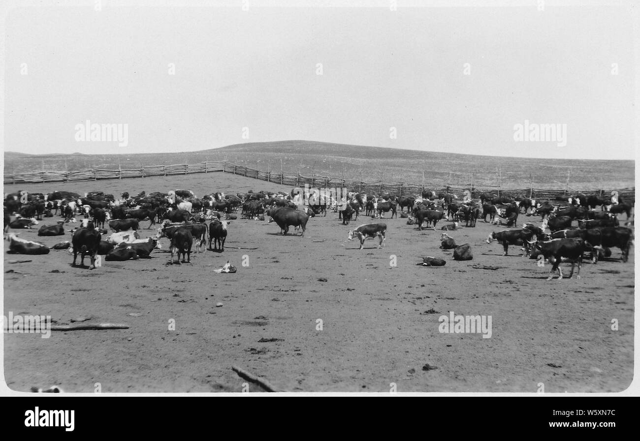 Round up on the Independence Indian Range. North Dakota; Scope and content Buffalo bull visible