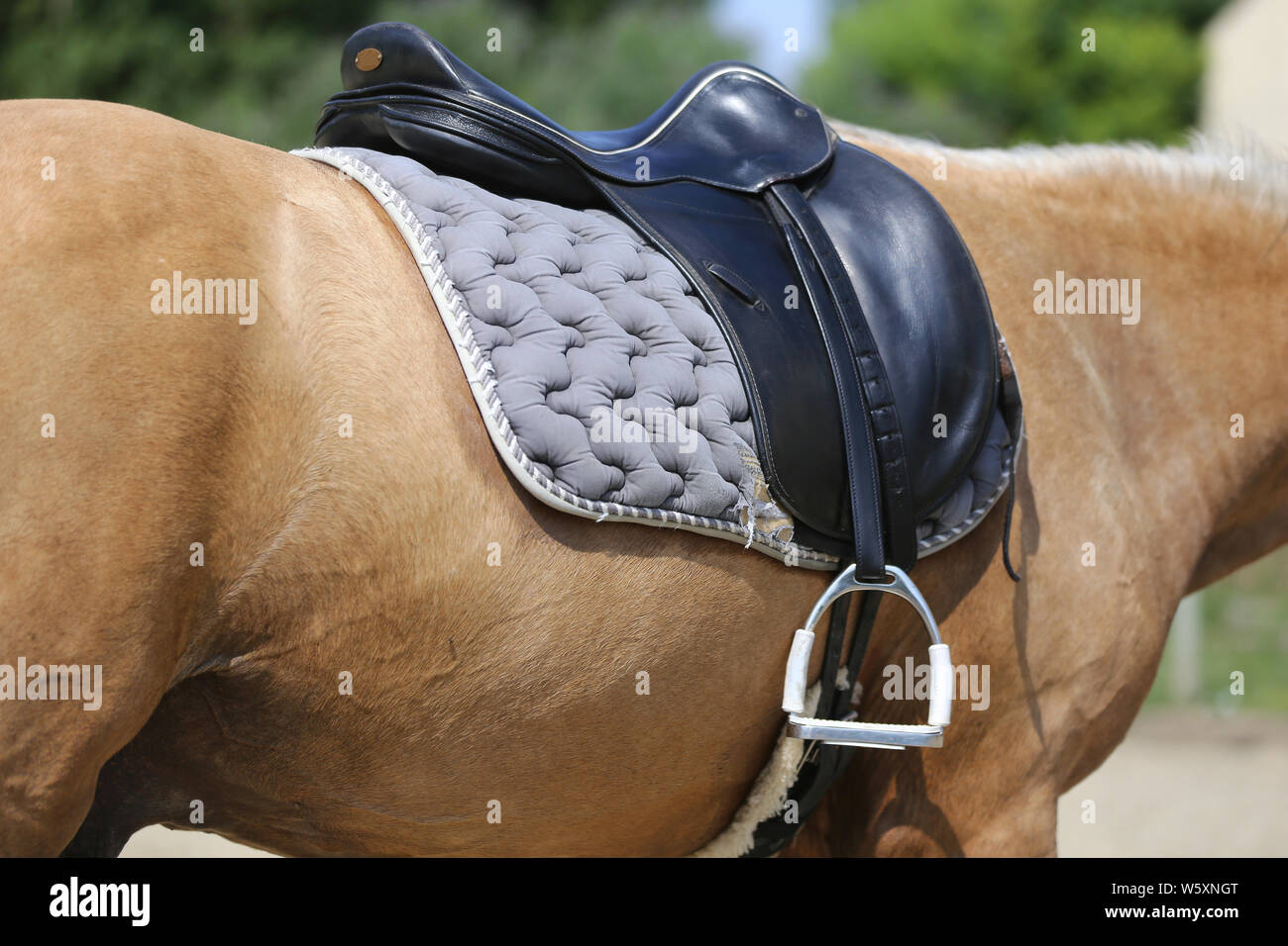 Beautiful handmade dressage horse riding saddle with girth, stirrup on
