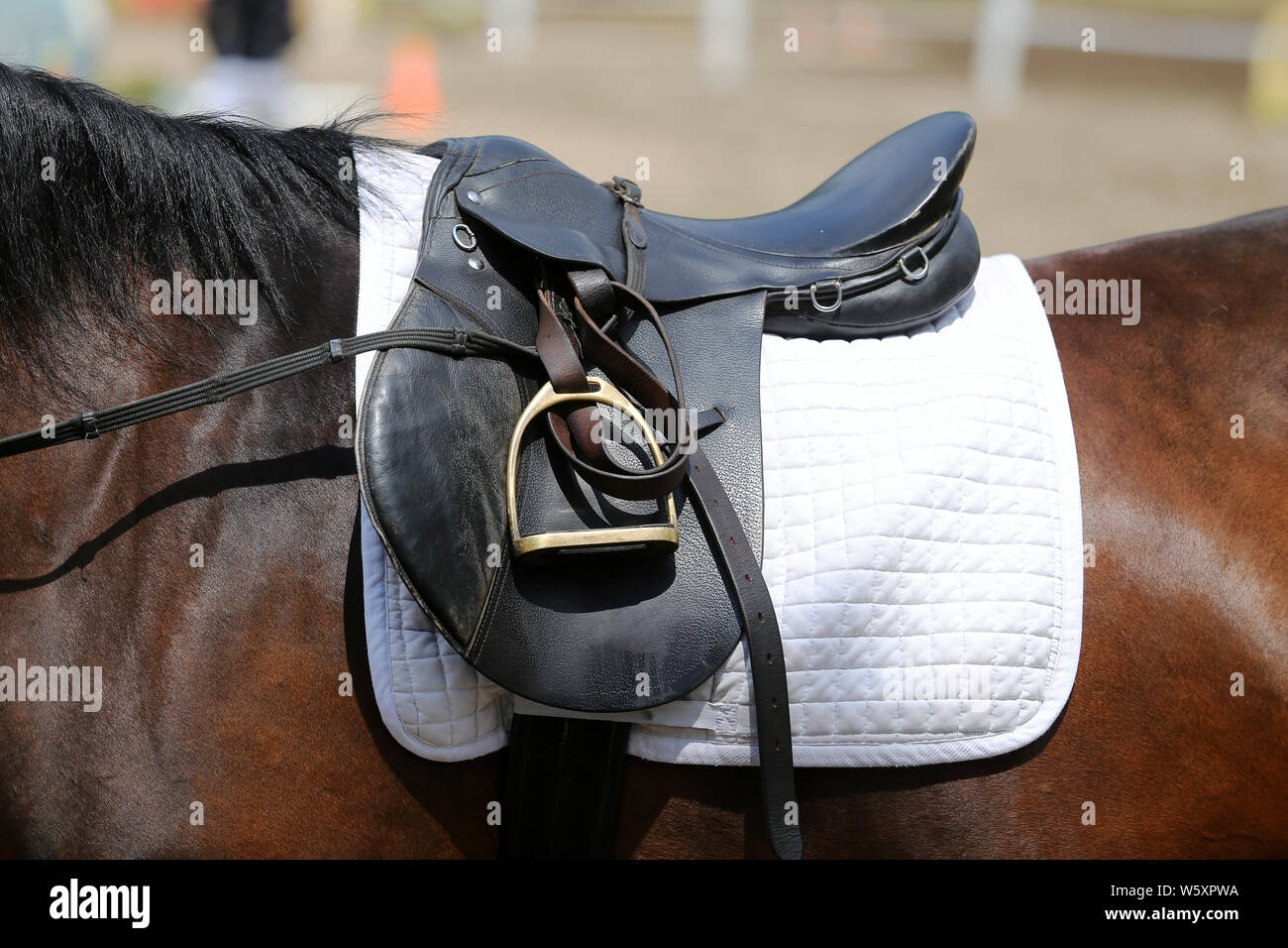 Beautiful handmade dressage horse riding saddle with girth, stirrup on