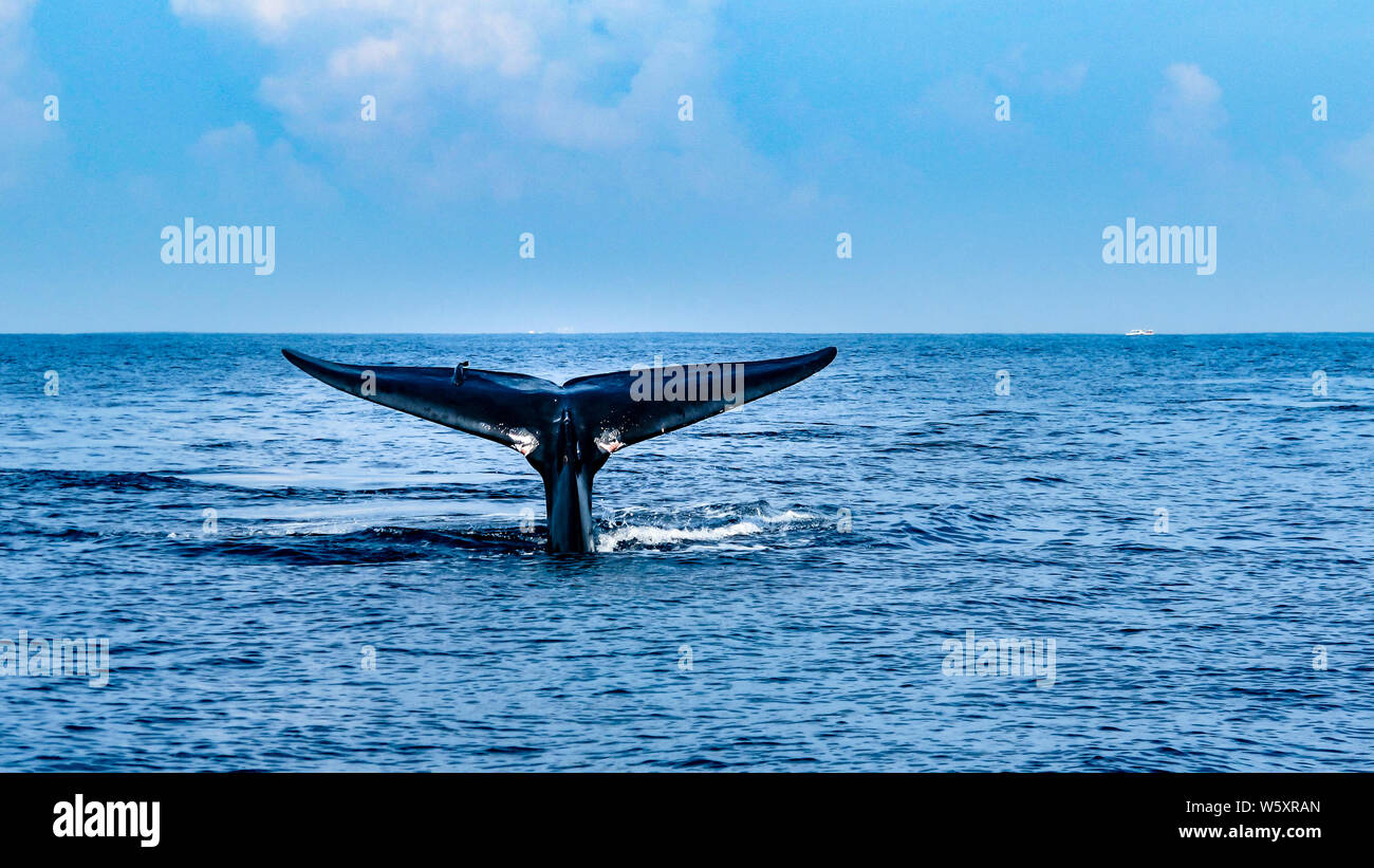 Blue Whale Tale High Resolution Stock Photography And Images Alamy