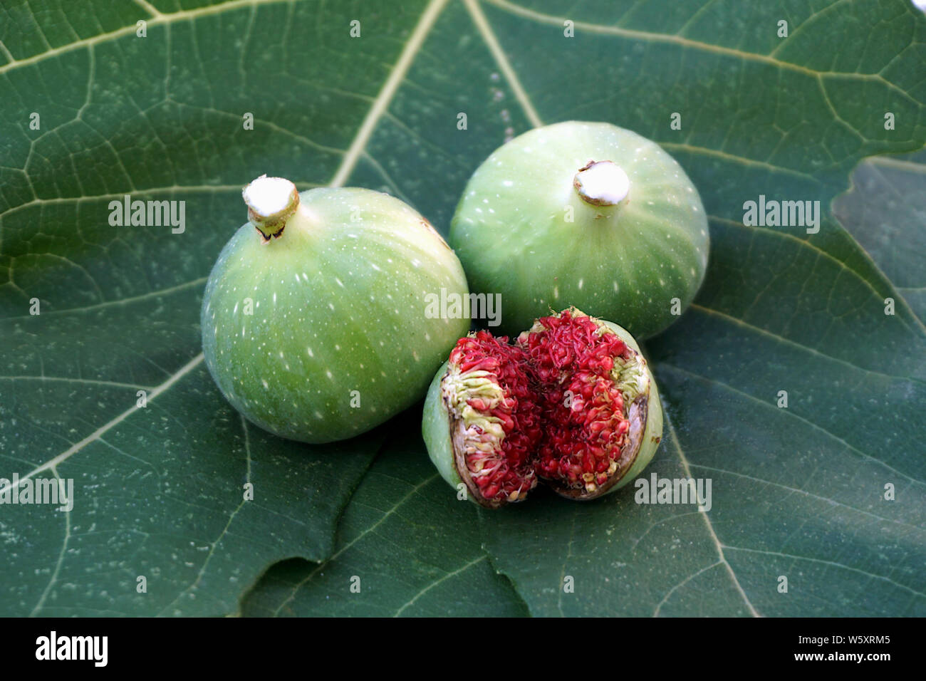 Figs milky sap on the top of two unripened figs and one cracked below