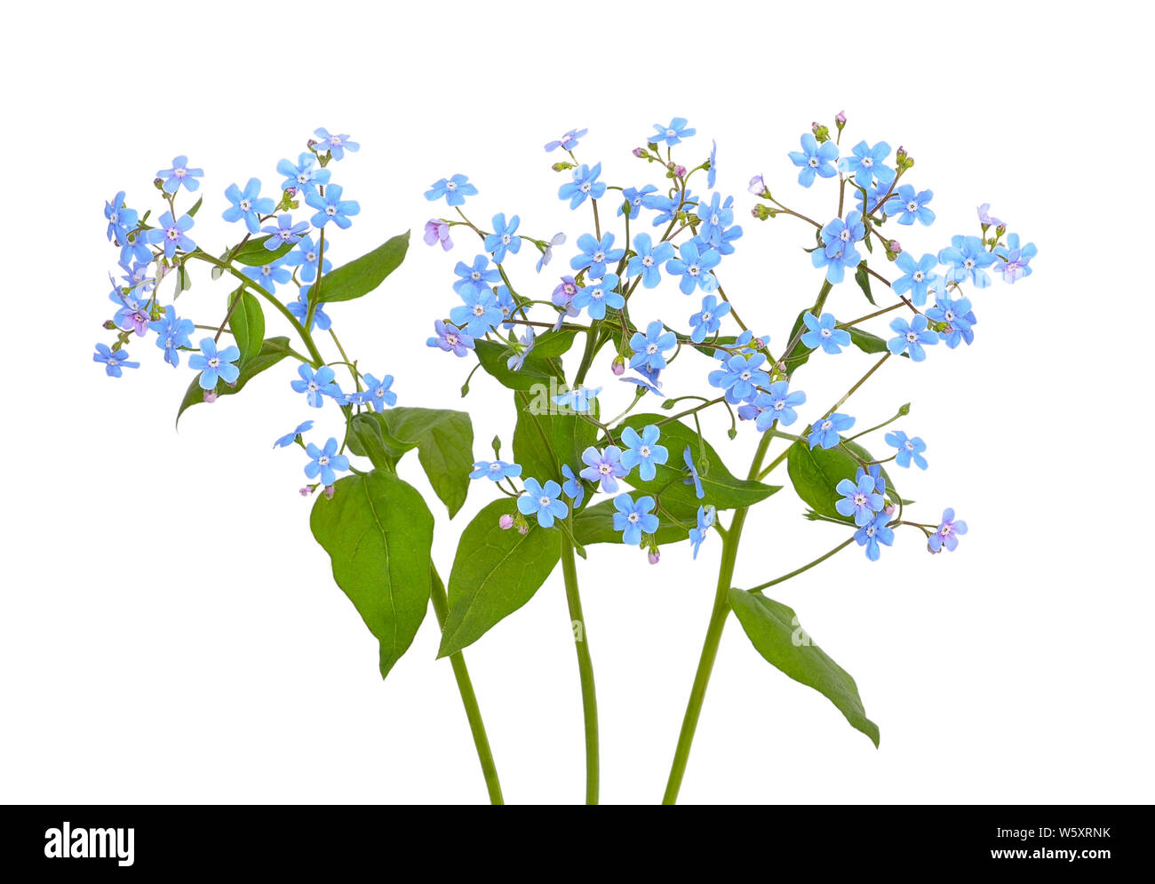 Forget-me-not flowers  isolated on white background Stock Photo