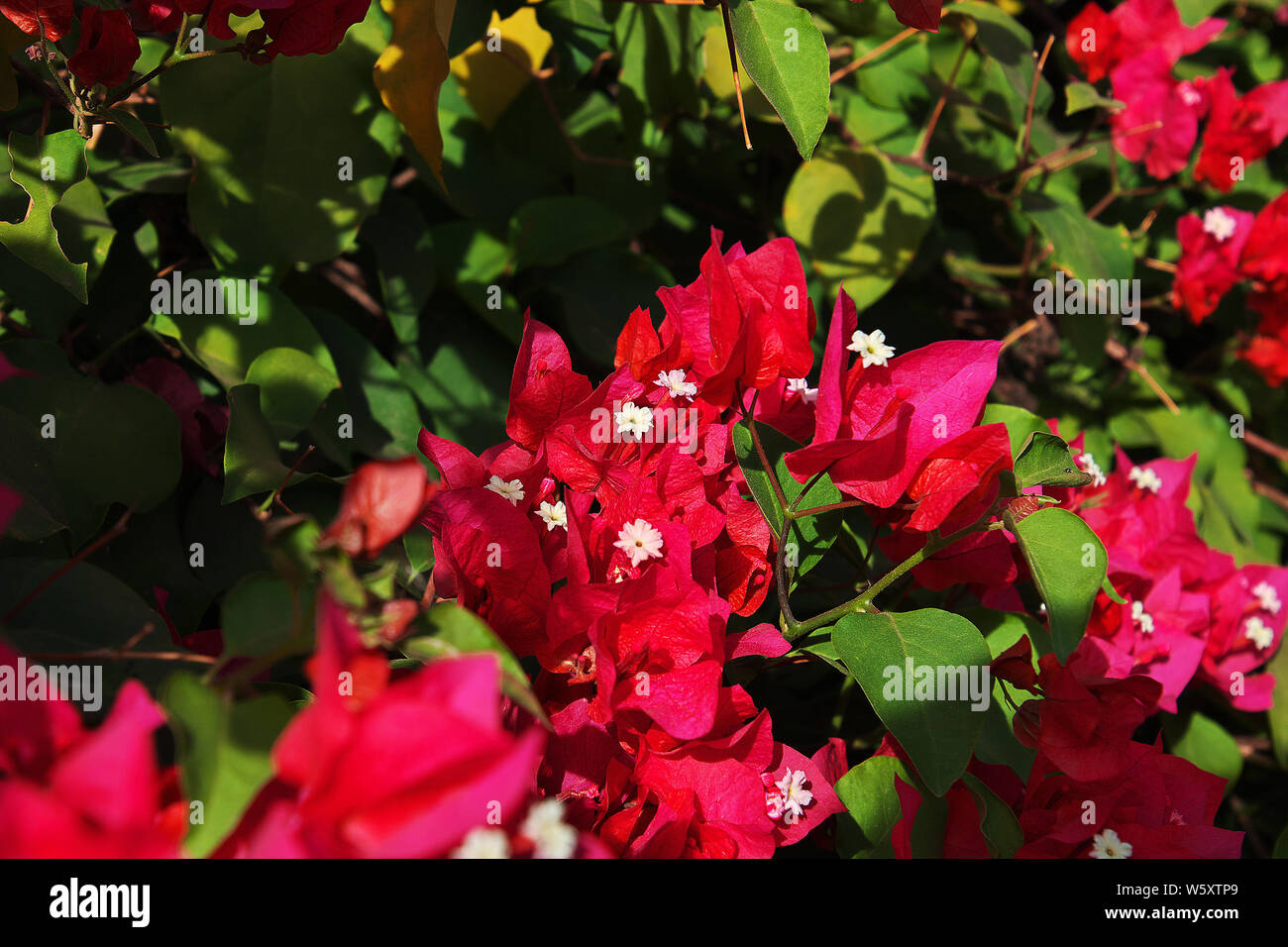 National Flower Of Tanzania High Resolution Stock Photography and