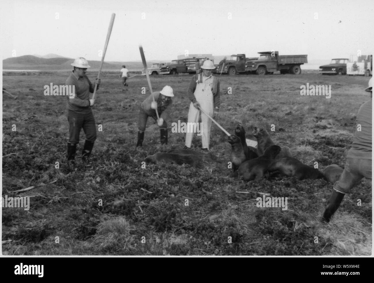 Seals being clubbed Stock Photo Alamy