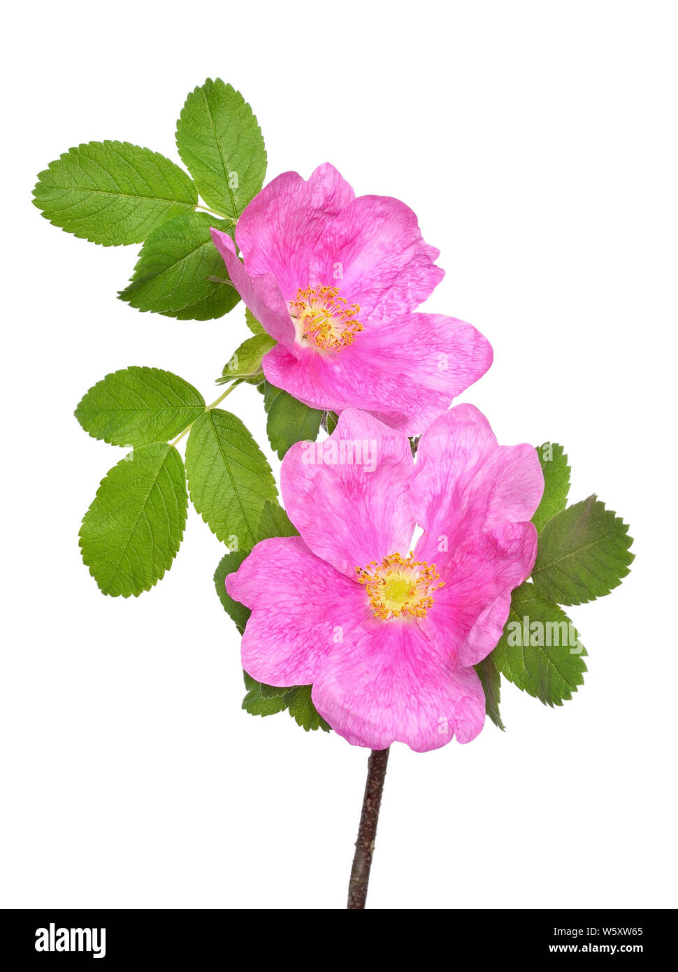 Wild rose flower isolated on white background Stock Photo - Alamy