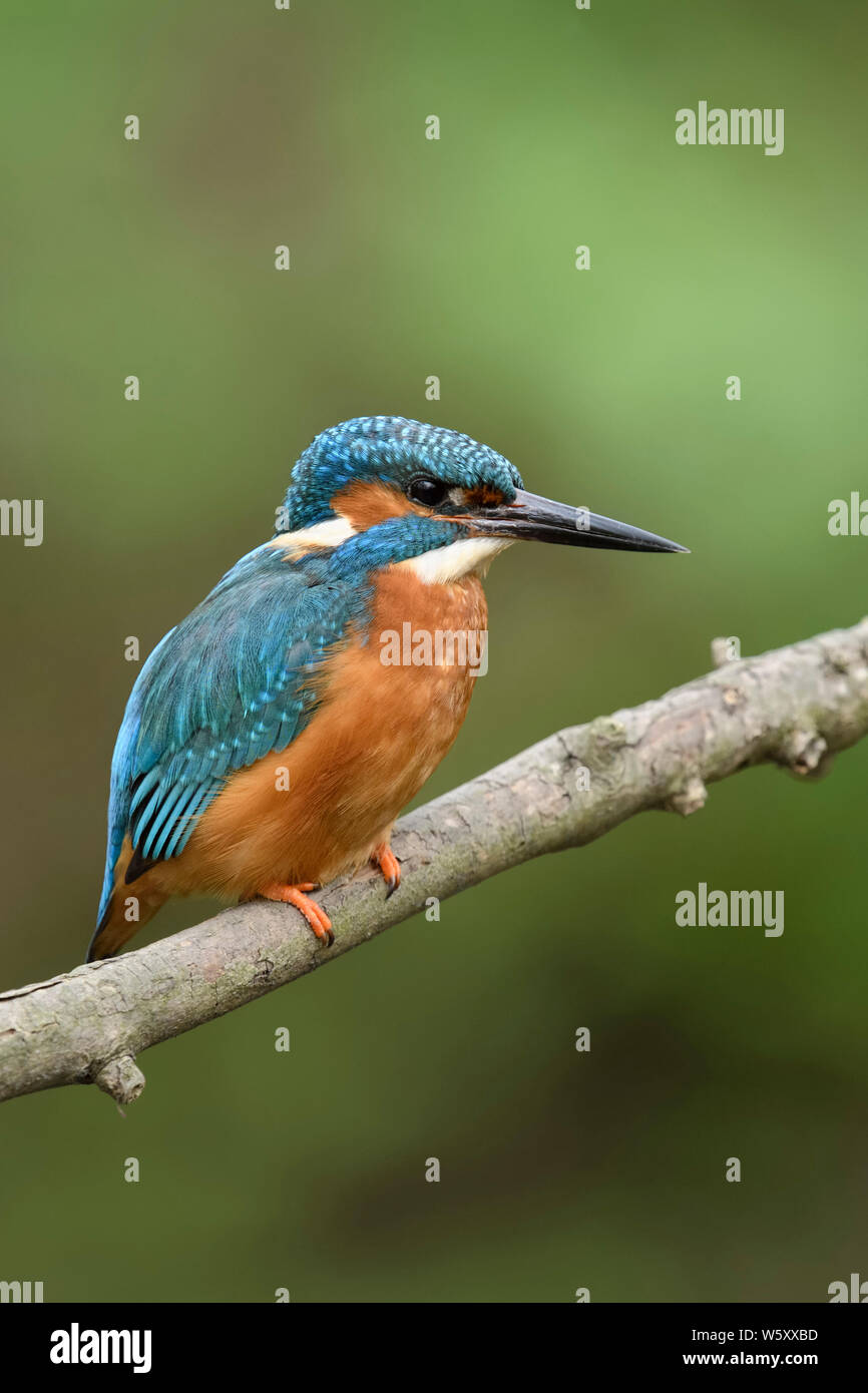 Eurasian Kingfisher / Eisvogel  ( Alcedo atthis ) in spring, perched on a branch above the embankment of a little river, wildlife, Europe. Stock Photo