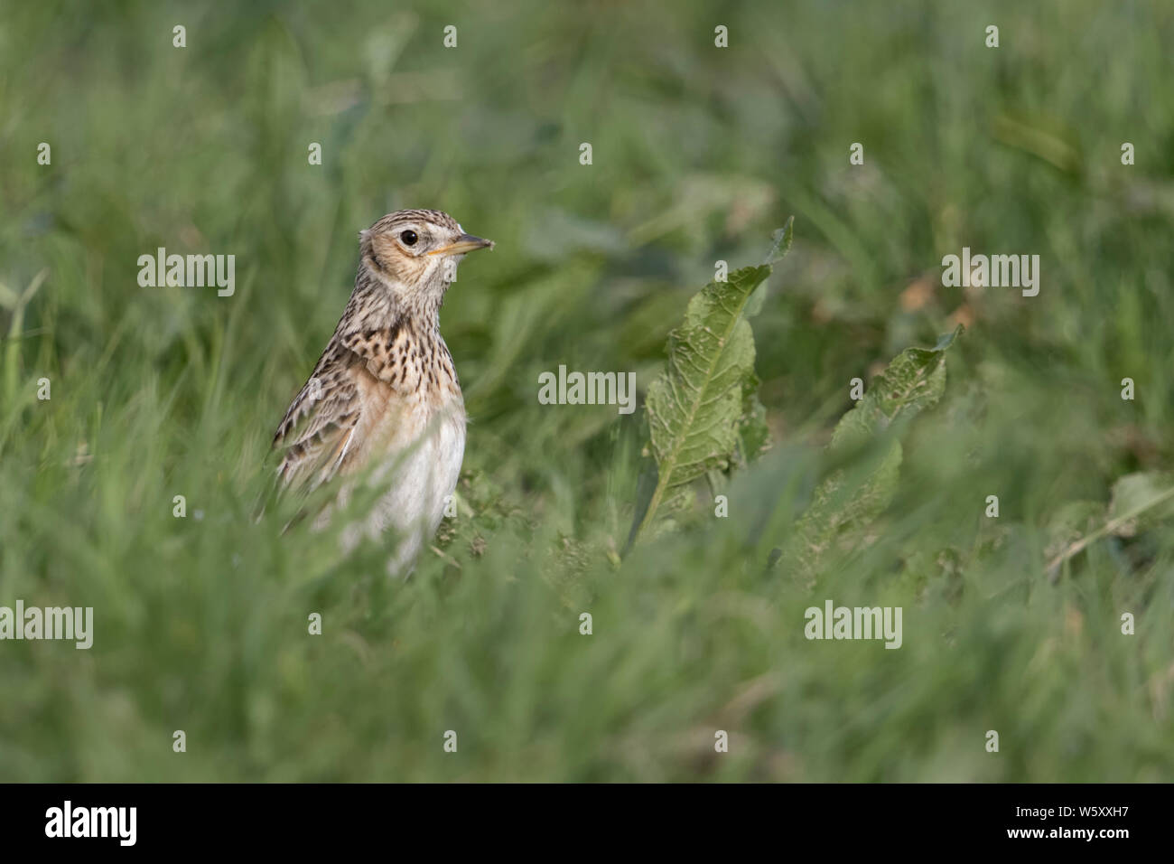 Skylark ( Alauda arvensis ), adult in spring, sitting on ground in a meadow, pasture, in grass, stretching, watching alert, wildlife, Europe. Stock Photo