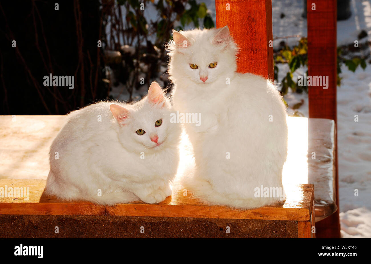 two male cats from same litter