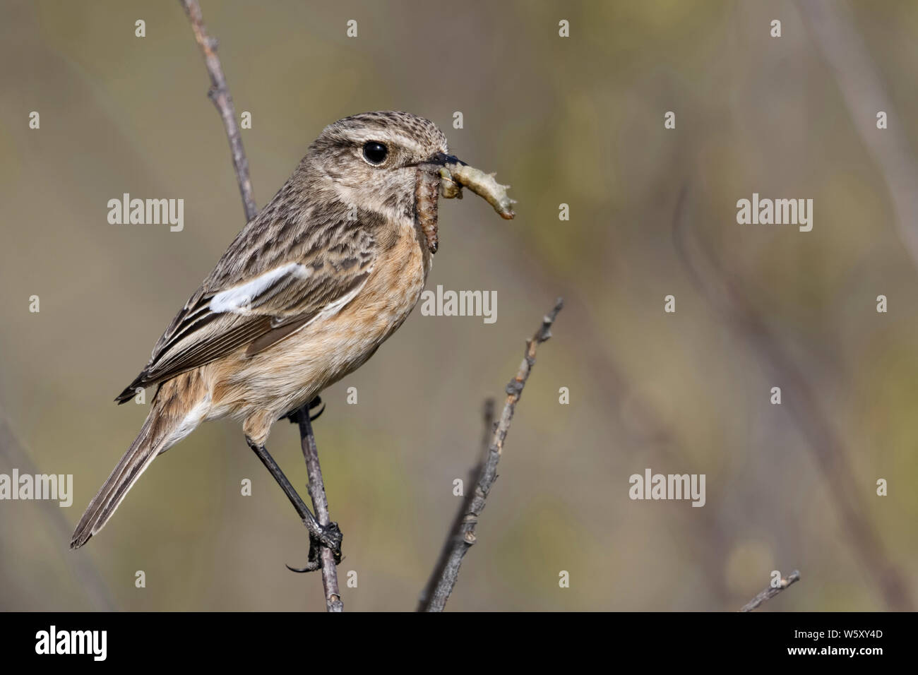 European Stonechat ( Saxicola torquata ), female, perched on top of a branch, twig, with prey (grubs) in beak to feed young, wildlife, Europe. Stock Photo