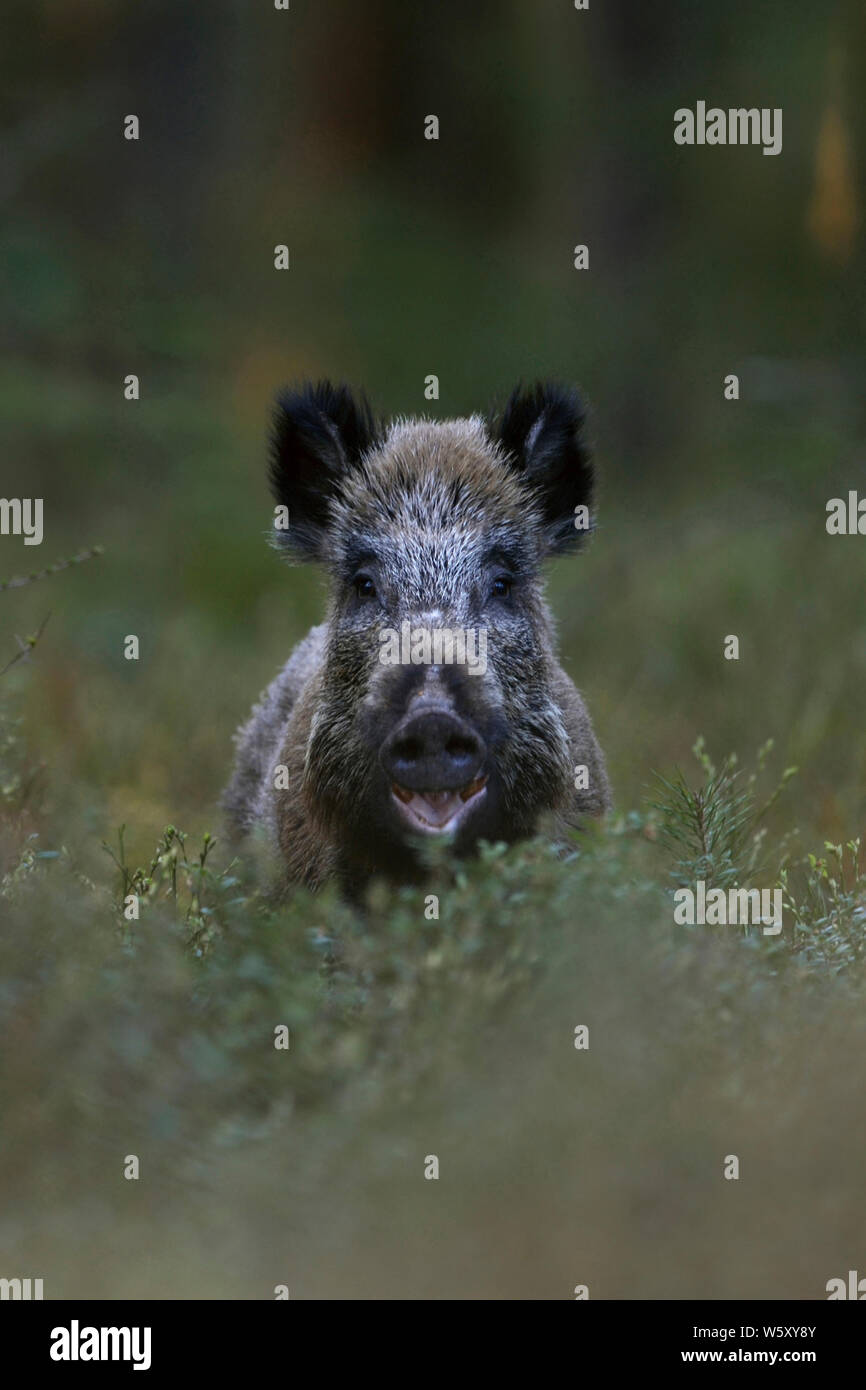 Wild Boar / Wild Hog / Feral Pig / Wildschwein ( Sus scrofa ) in the woods, looks funny, seems to be laughing, but it eats, wildlife, Europe. Stock Photo