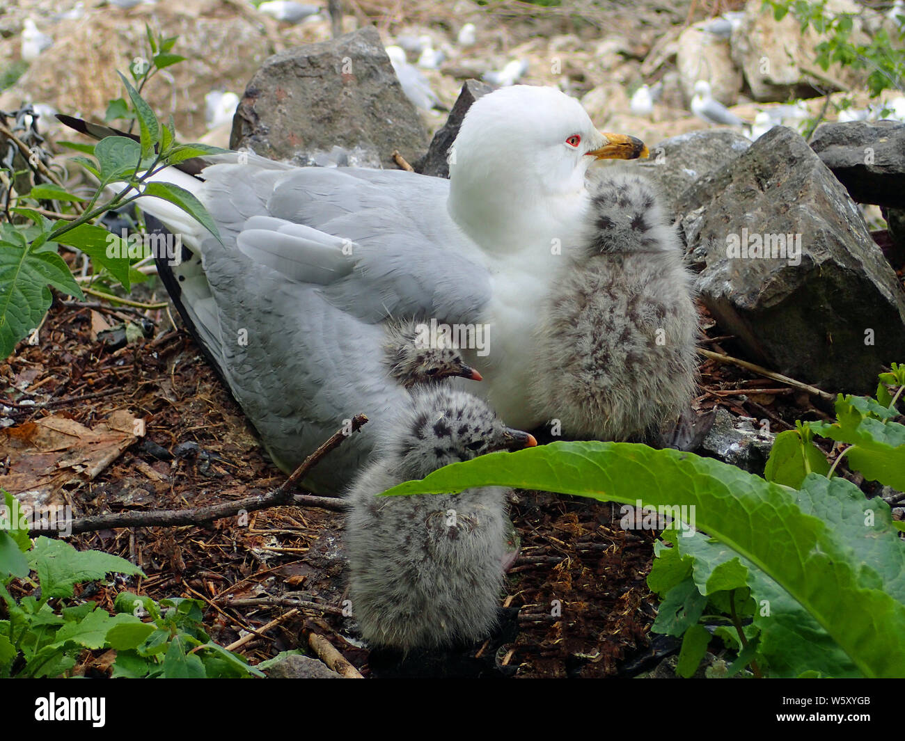 Grey and white ring-billed seagull (Larus) with bright red eye and yellow beak, nesting 3 fluffy black spotted gull chicks, one under wing. Stock Photo