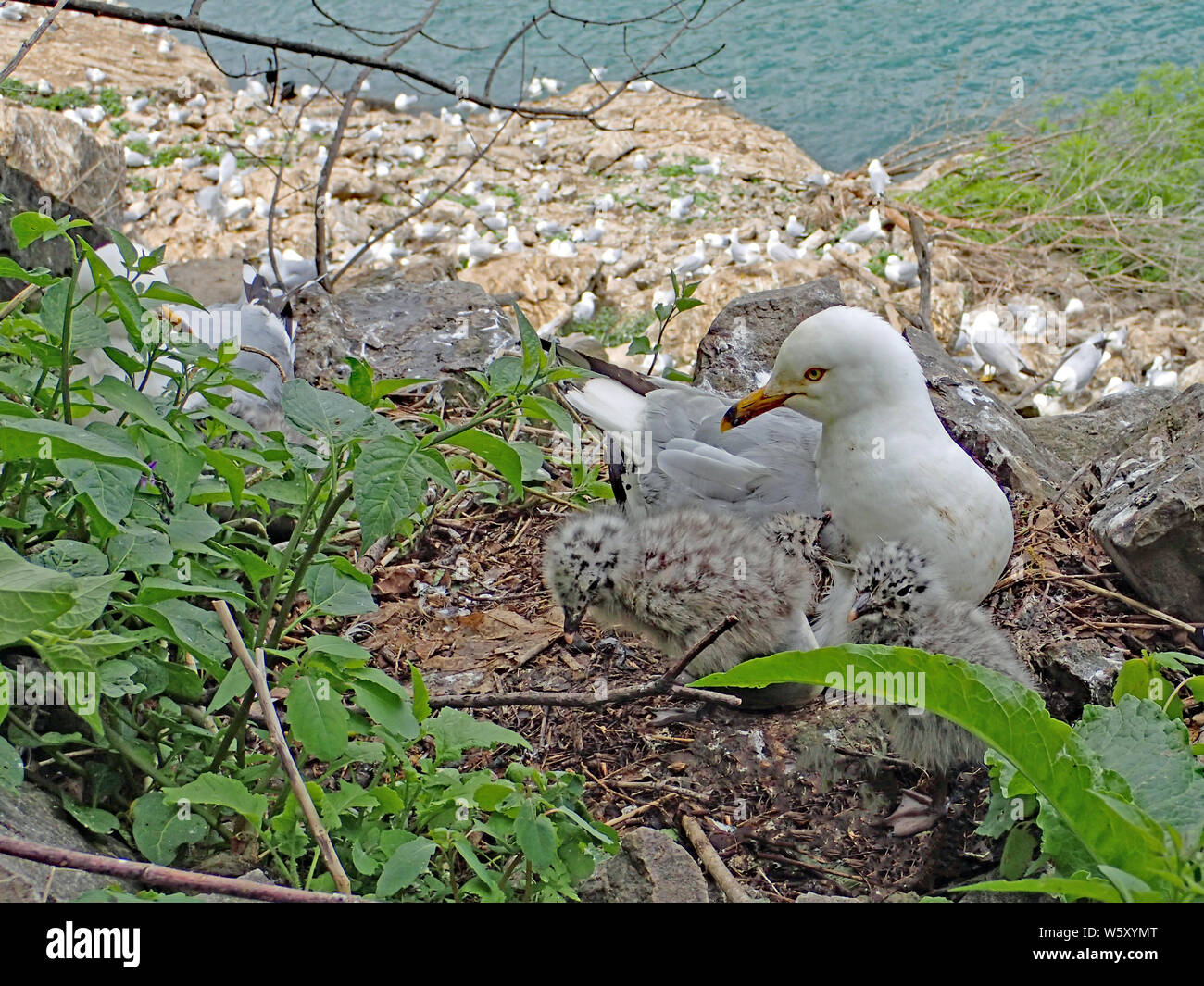 Grey and white ring-billed seagull with bright red eye and yellow beak, nesting 3 fluffy black spotted chicks, with large colony in background. Stock Photo
