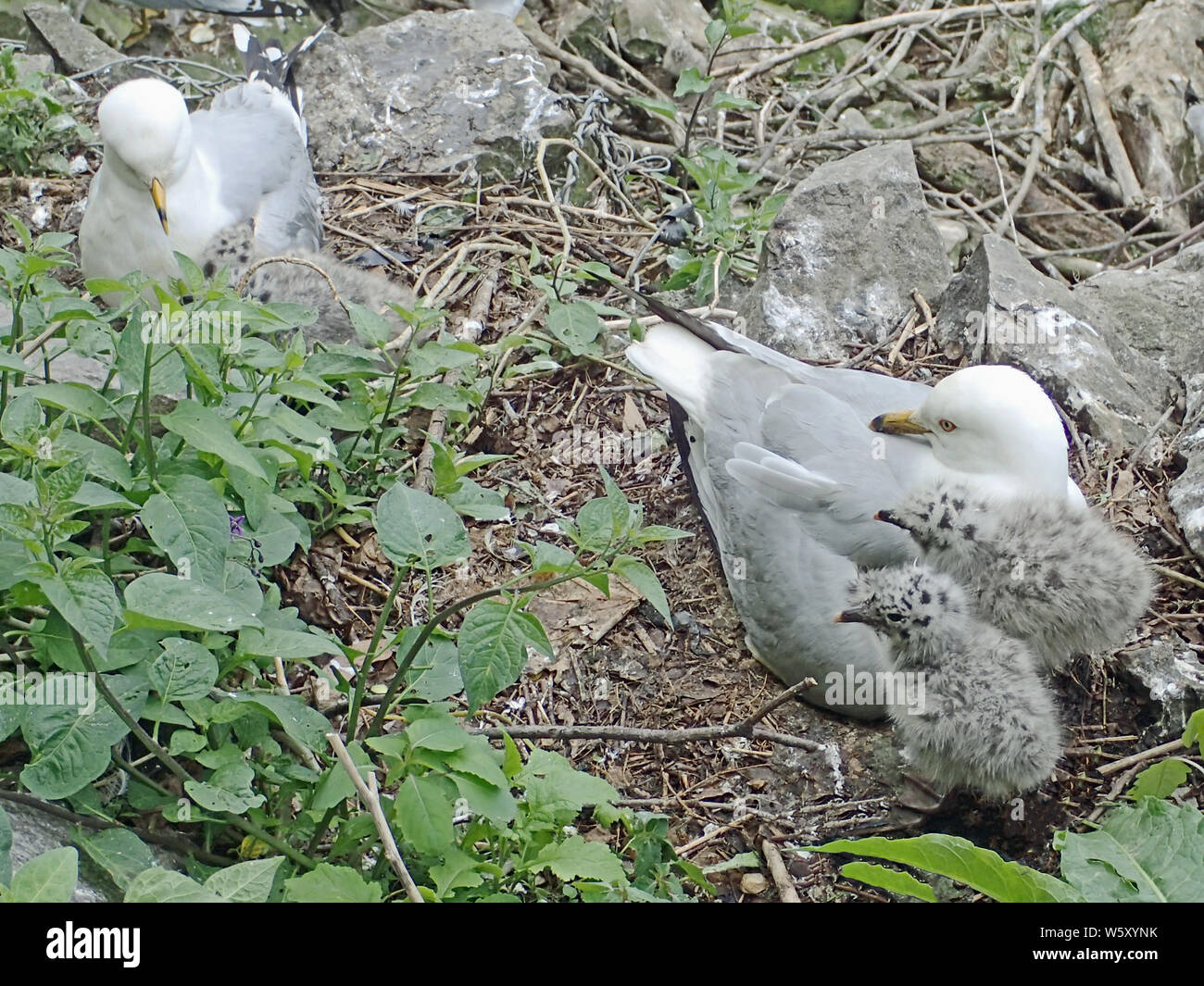 Two grey and white ring-billed seagulls with bright red eye and yellow beak, nesting fluffy black spotted gull chicks. Stock Photo