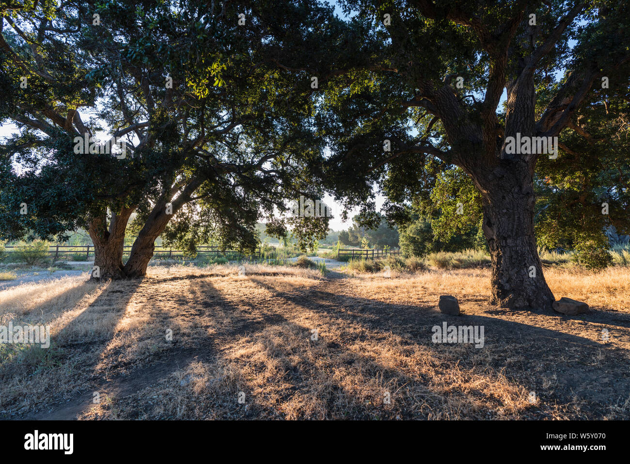 Old oak trees in early morning light at Chatsworth Park South in the San Fernando Valley area of Los Angeles, California. Stock Photo