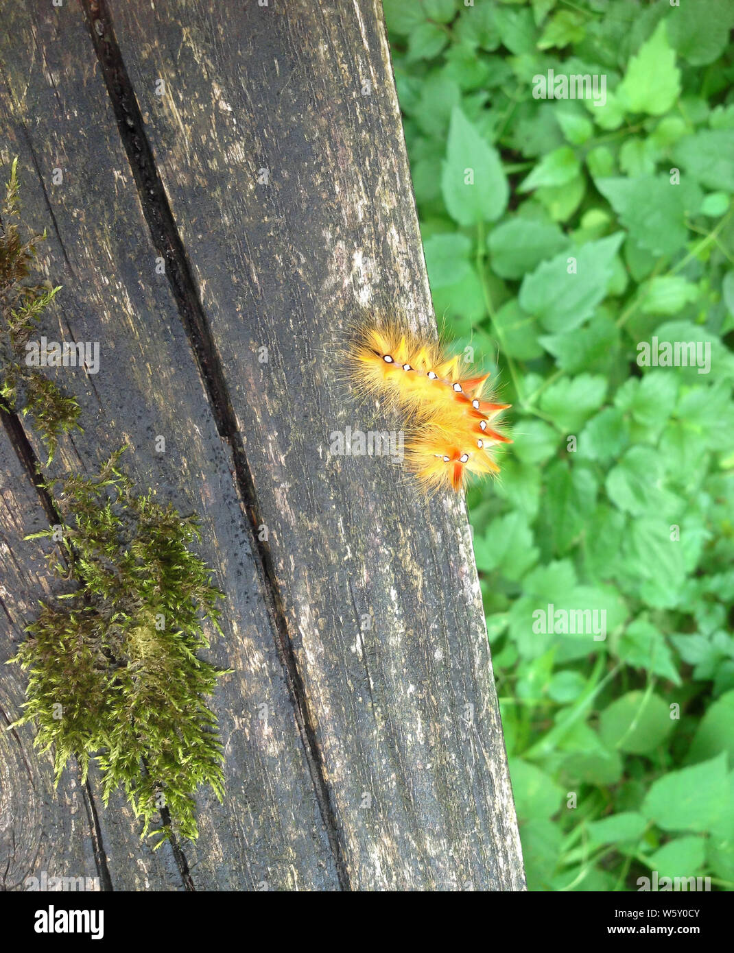 Sycamore moth larva. Acronicta aceris caterpillar, on weathered old wood with moss above green leaves. Stock Photo