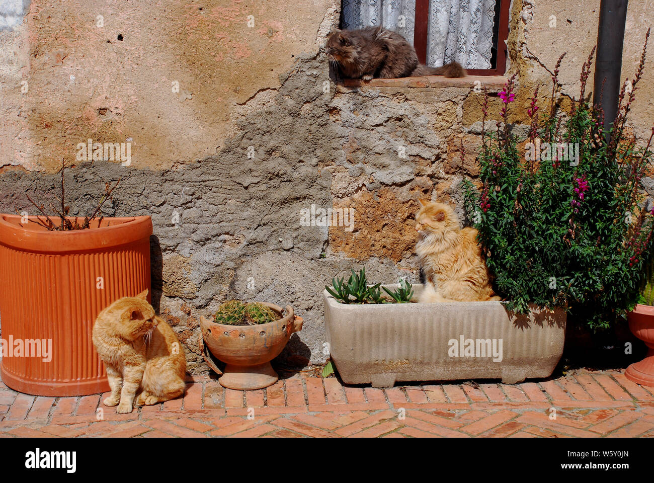 Three cats sit outside their house enjoying the spring sunshine, Tuscany, Italy Stock Photo