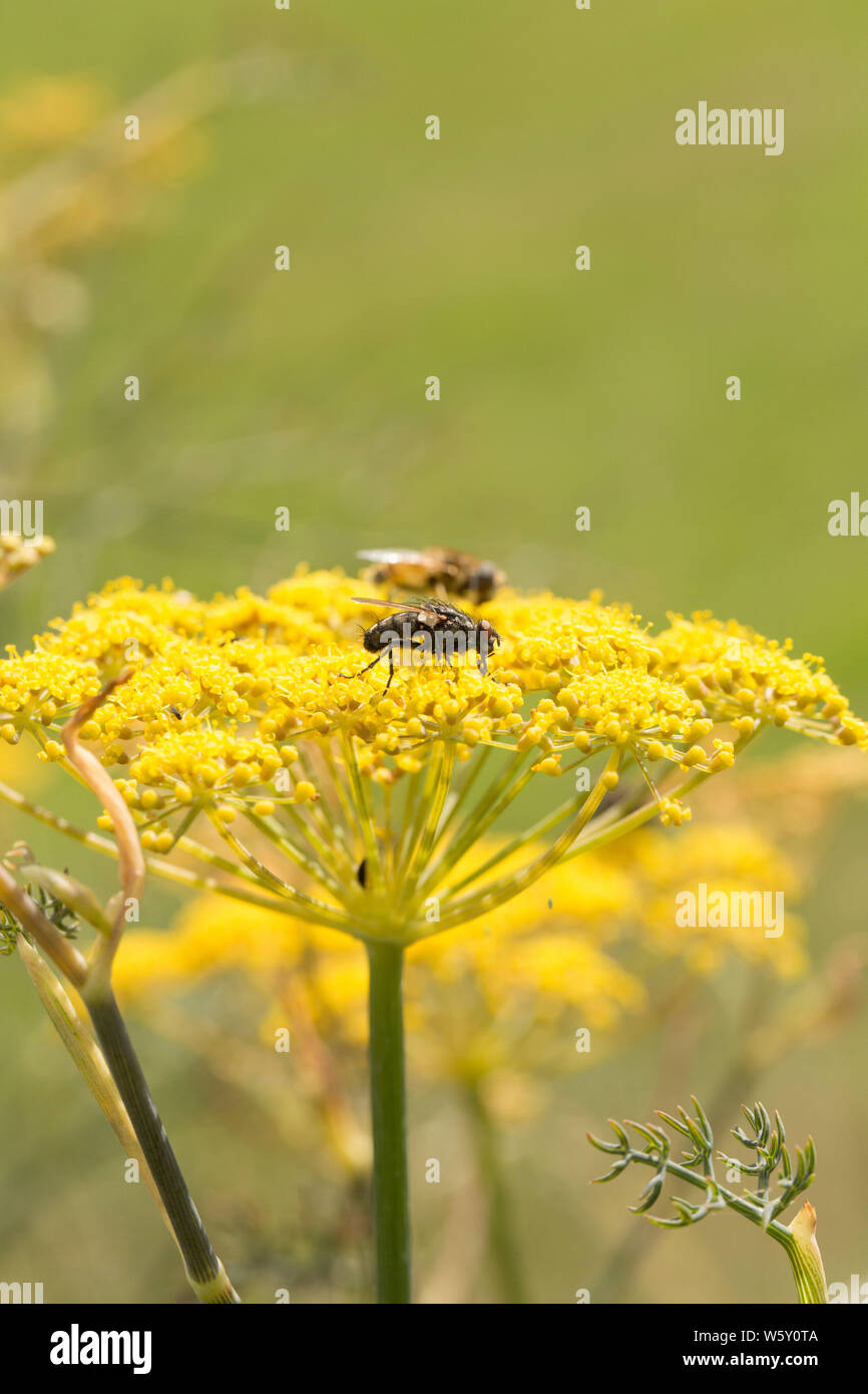 Bronze fennel hires stock photography and images Alamy
