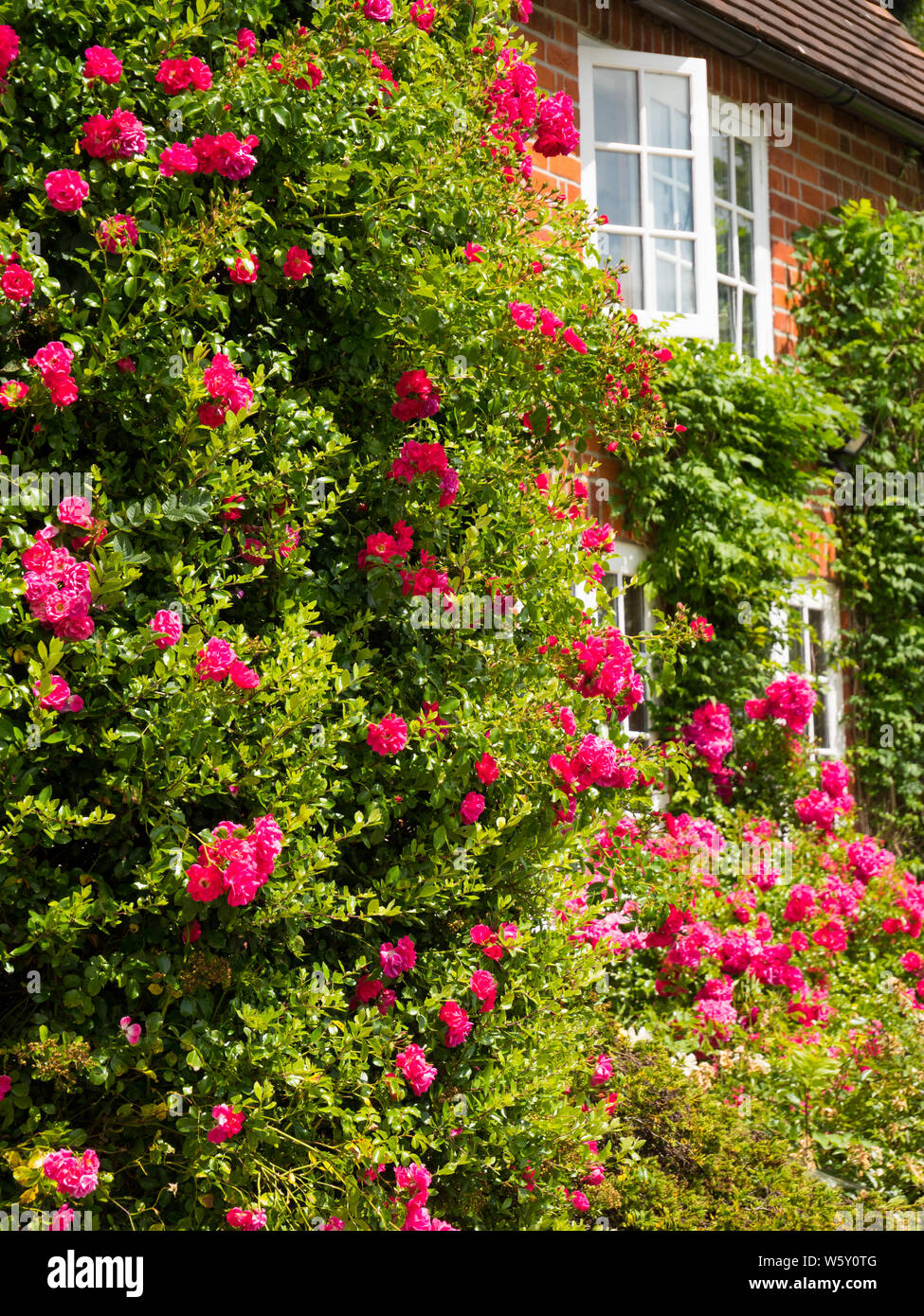 Cottage with Roses, Chiltern Hills AONB, Aldworth Village, Berkshire, England, UK, GB. Stock Photo