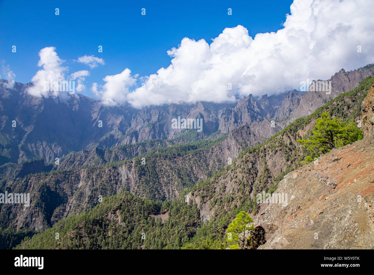 Volcanic landscape and Canary Island Pine forest (pinus canariensis) at 