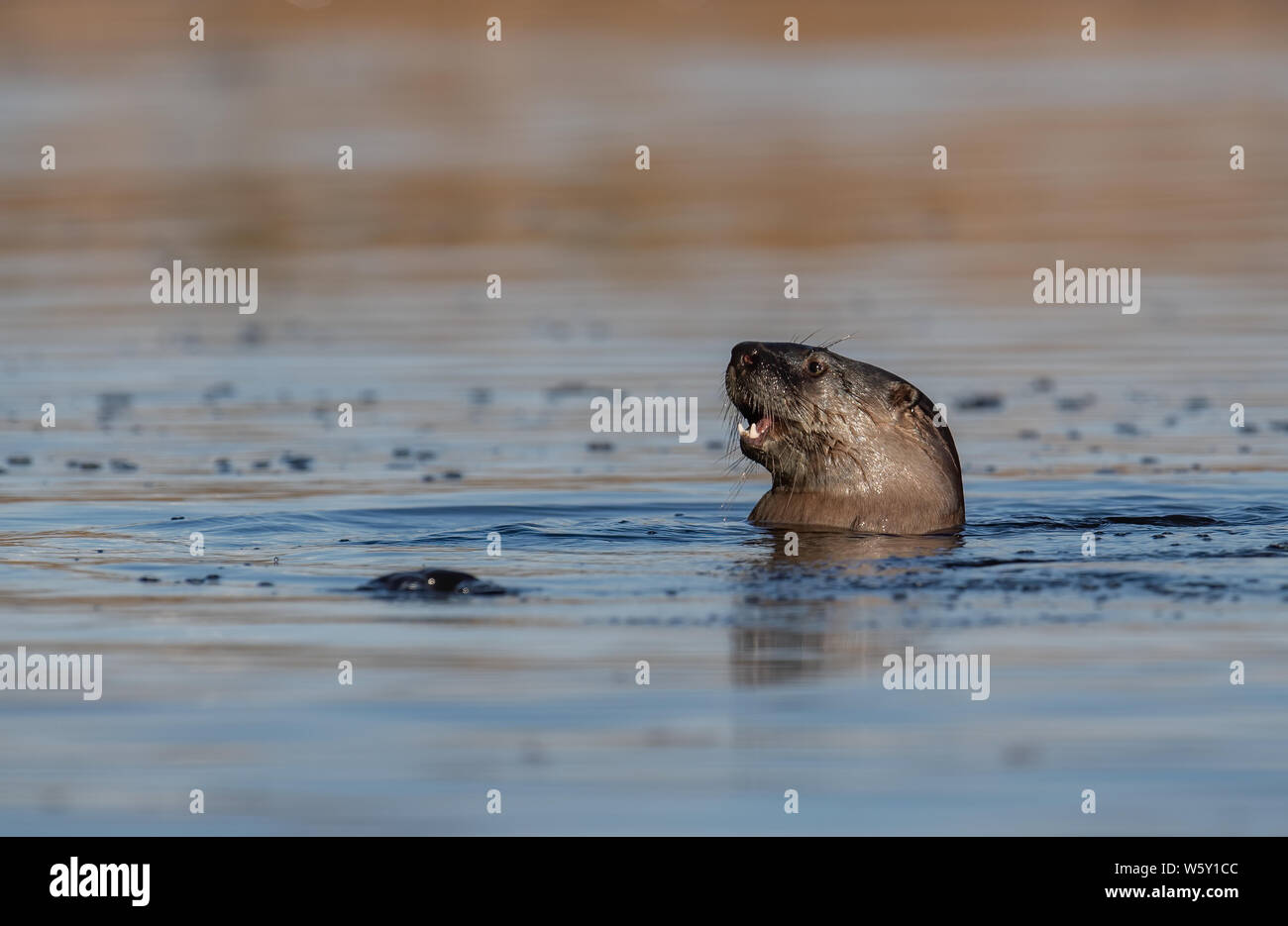 A river otter in a pond Stock Photo Alamy