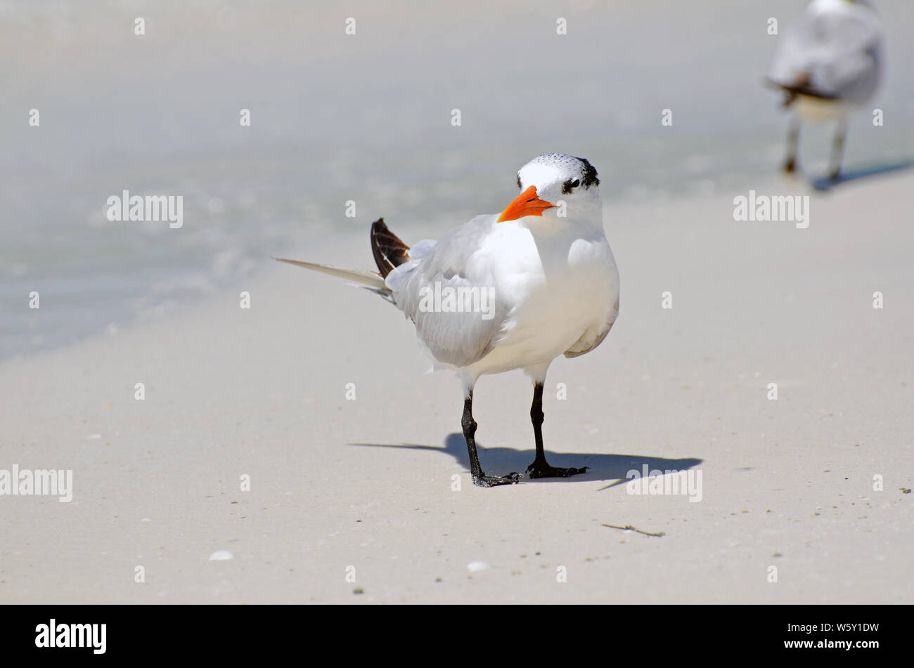 A royal tern with a red-orange bill, patchy winter cap, white neck, grey wings, and black webbed feet standing on a tan beach staring forward. Stock Photo