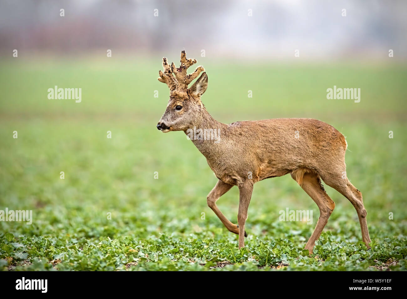 Side view of roe deer, capreolus capreolus, buck with big antlers covered in velvet walking on a agricultural field in spring. Wild animal in winter. Stock Photo