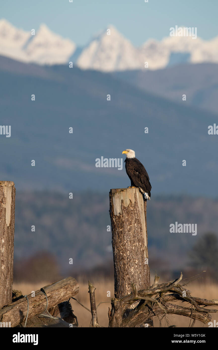Bald Eagle In Canada Stock Photo Alamy
