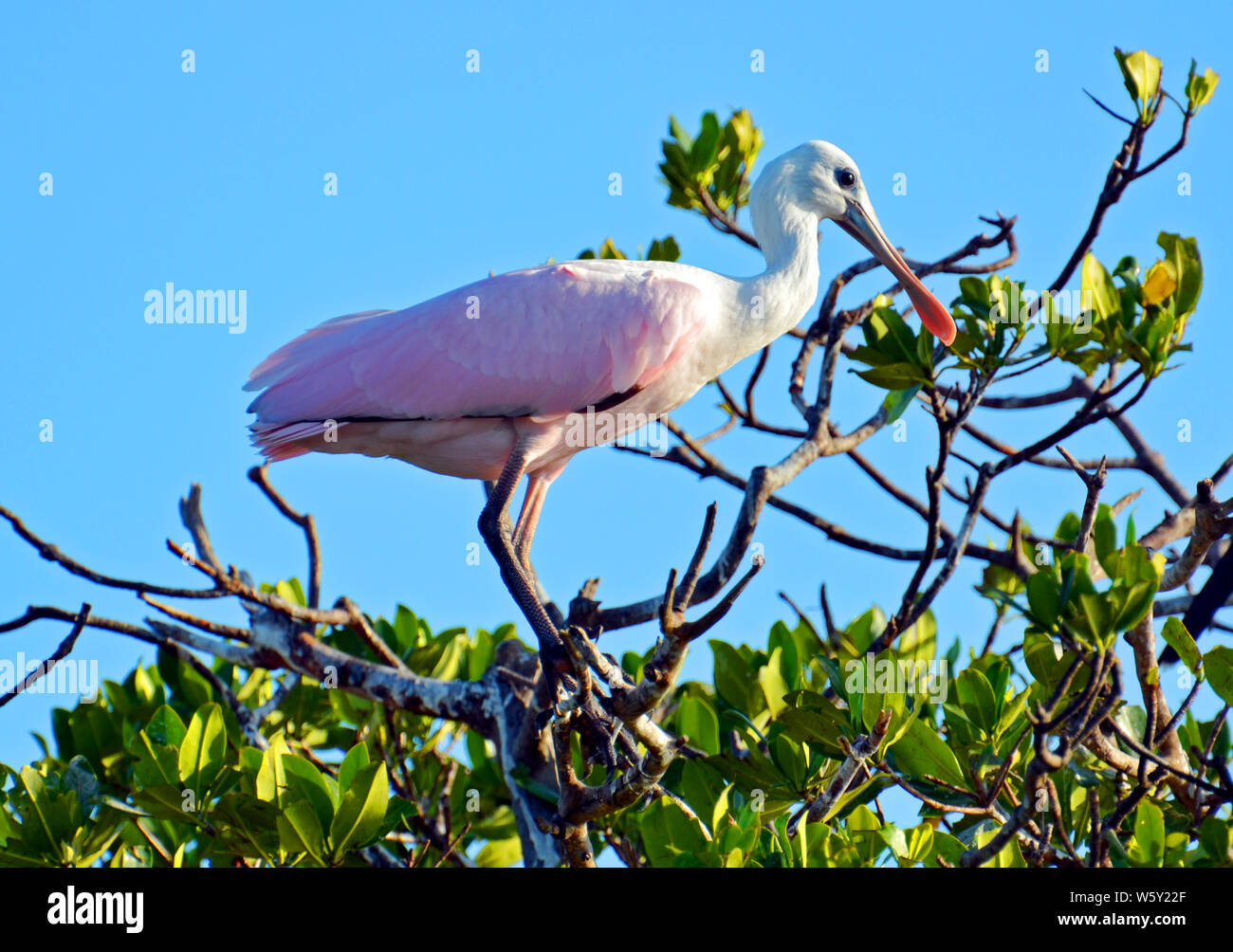 Roseate spoonbill with long legs, neon pink body, curved white neck, bright red eye and shiny tan flat beak standing on mangrove branches. Stock Photo