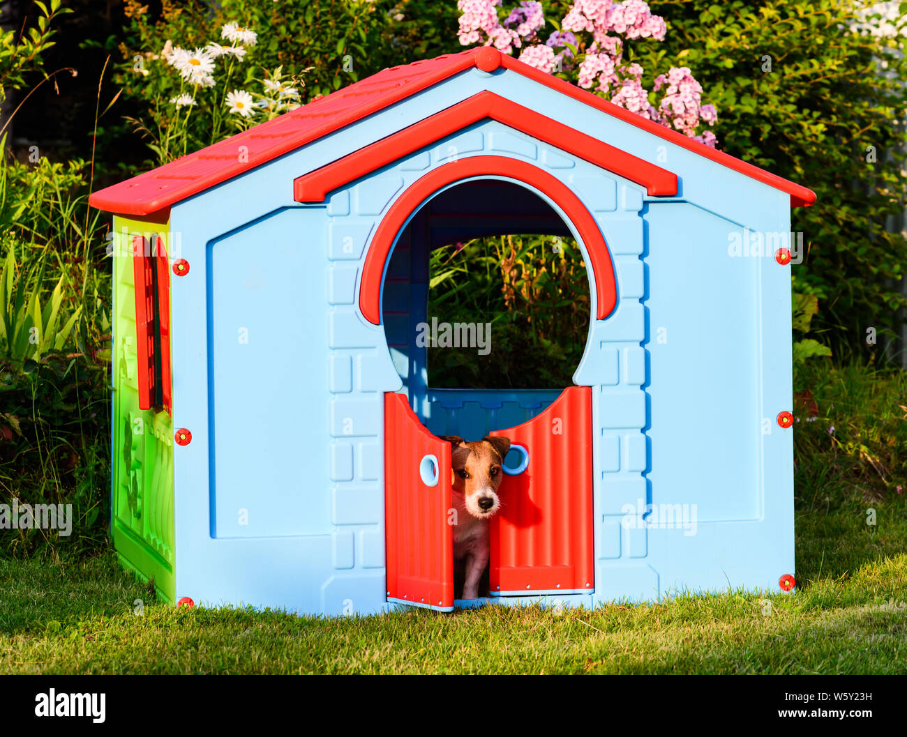Dog hiding from hot weather in big playground house at backyard Stock Photo