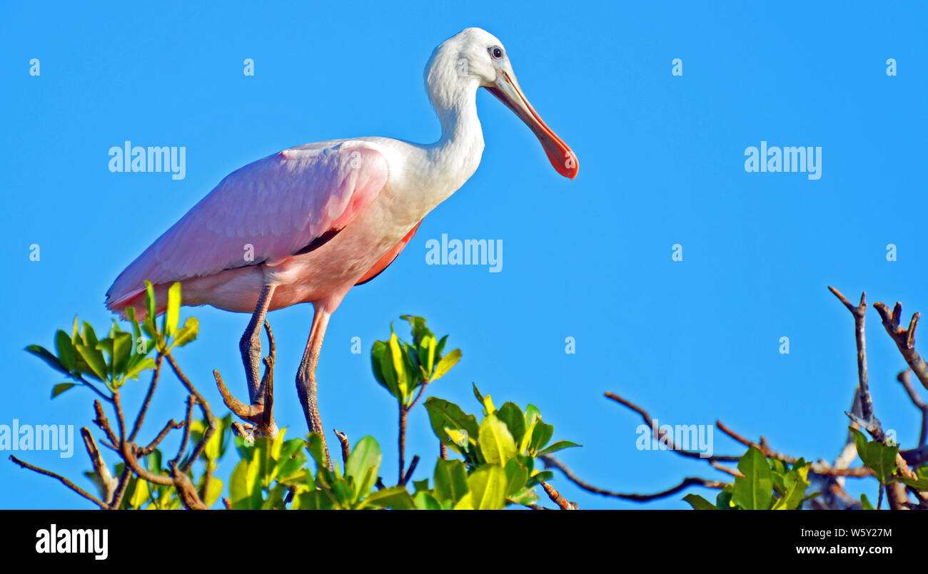 Roseate spoonbill with long legs, neon pink body, curved white neck, bright red eye and shiny tan flat beak standing on mangrove branches. Stock Photo