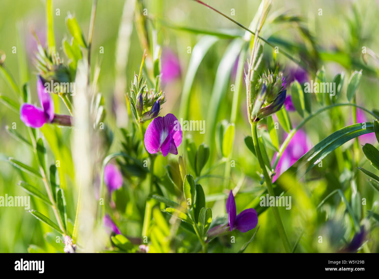 Purple wild pea flowers Stock Photo