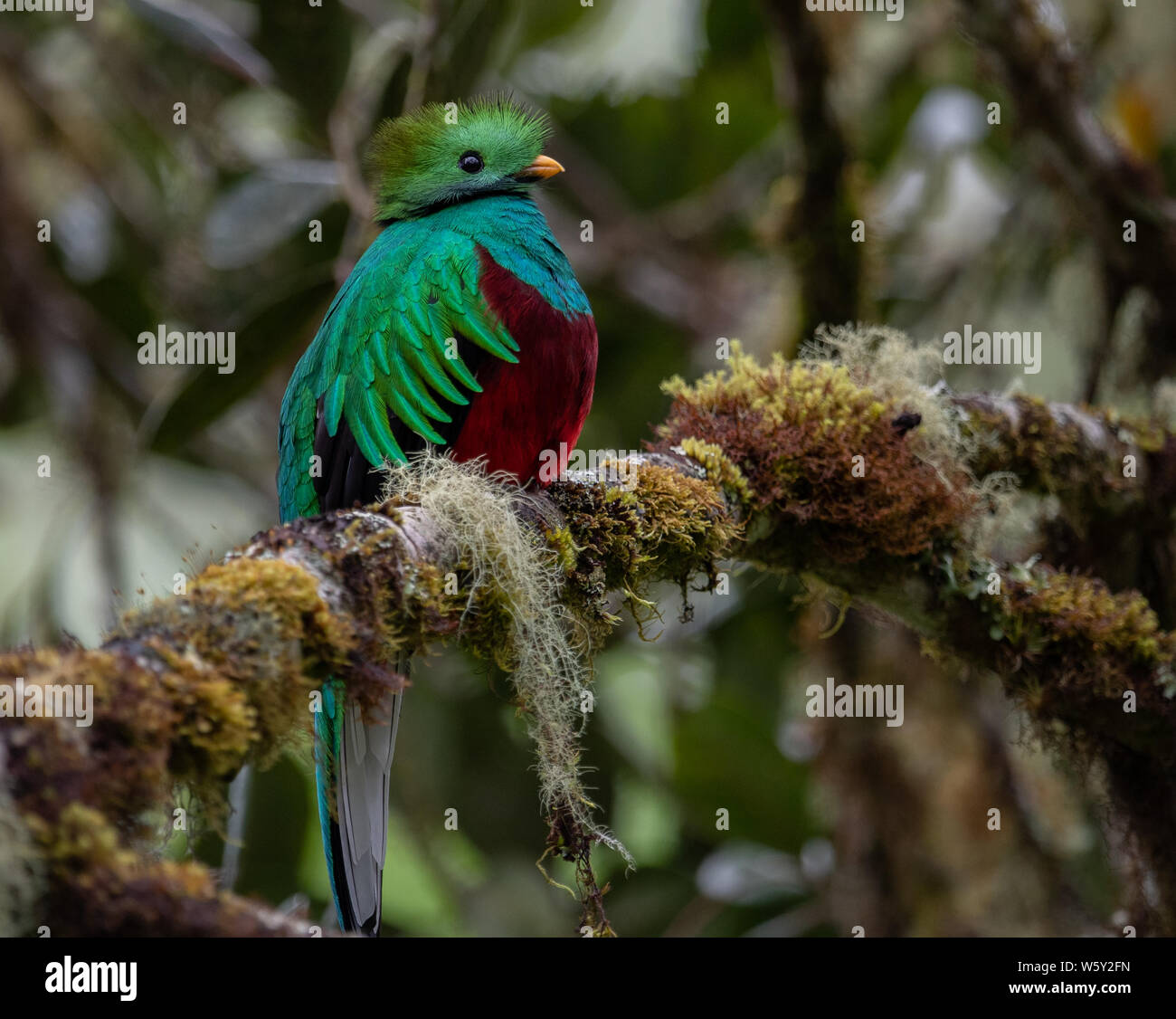 Resplendent Quetzal in Costa Rica Stock Photo Alamy