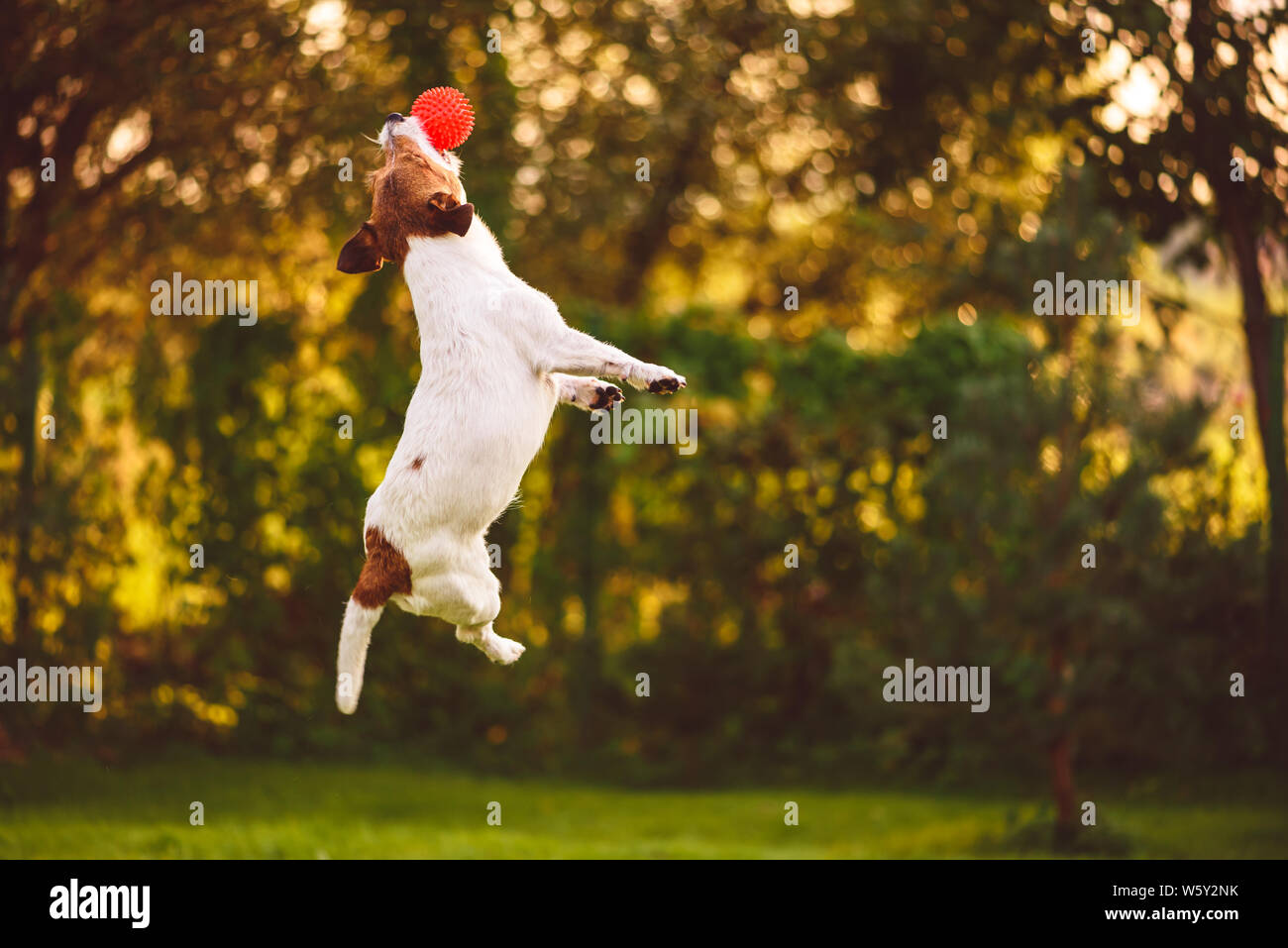 Agility dog jump jumping hires stock photography and images Alamy