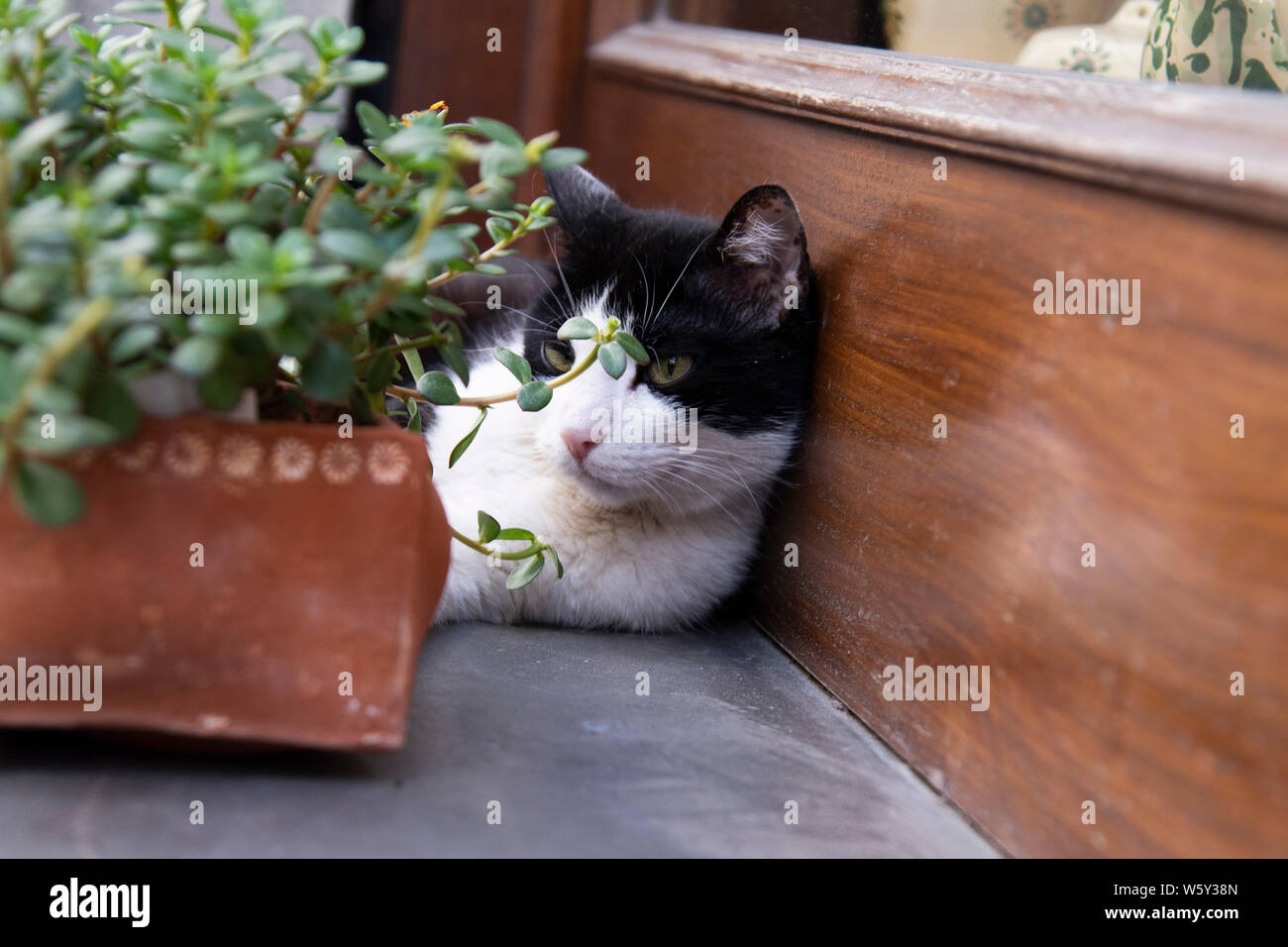 Black and white cat lays in front of a store window by a planter Stock Photo