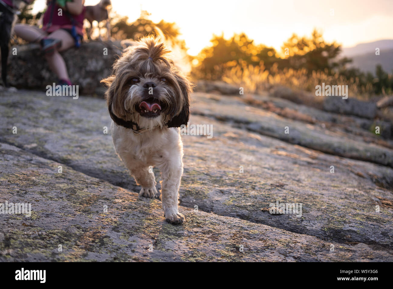 Sunset 2024 shih tzu