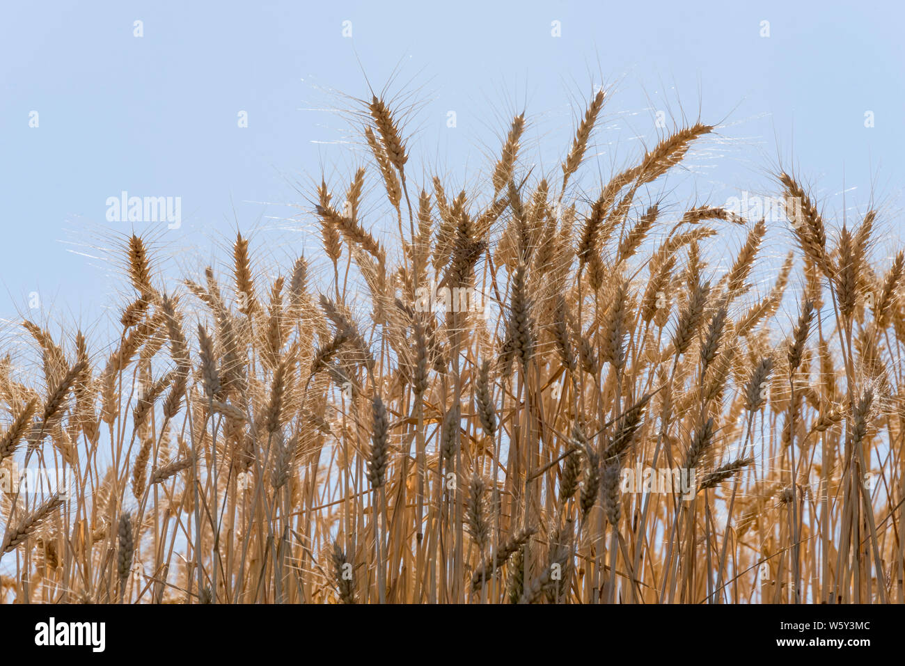 Closeup of a mature wheat crop against a blue sky Stock Photo