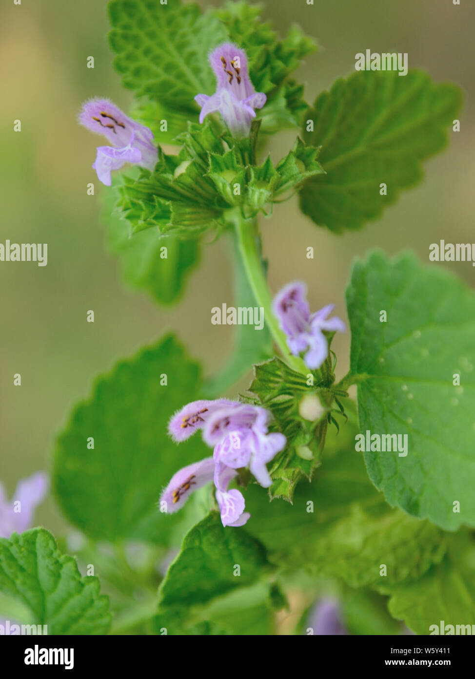 Close up of henbit weed, Lamium maculatum Stock Photo Alamy